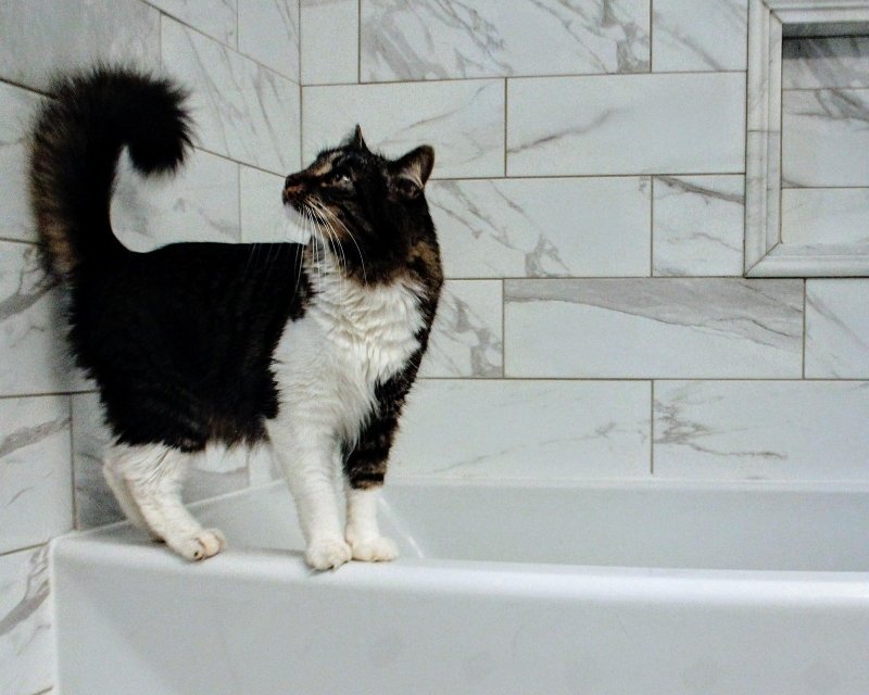 Are Grooming Ingredients Safe for Cats? What to Know - Welltayl