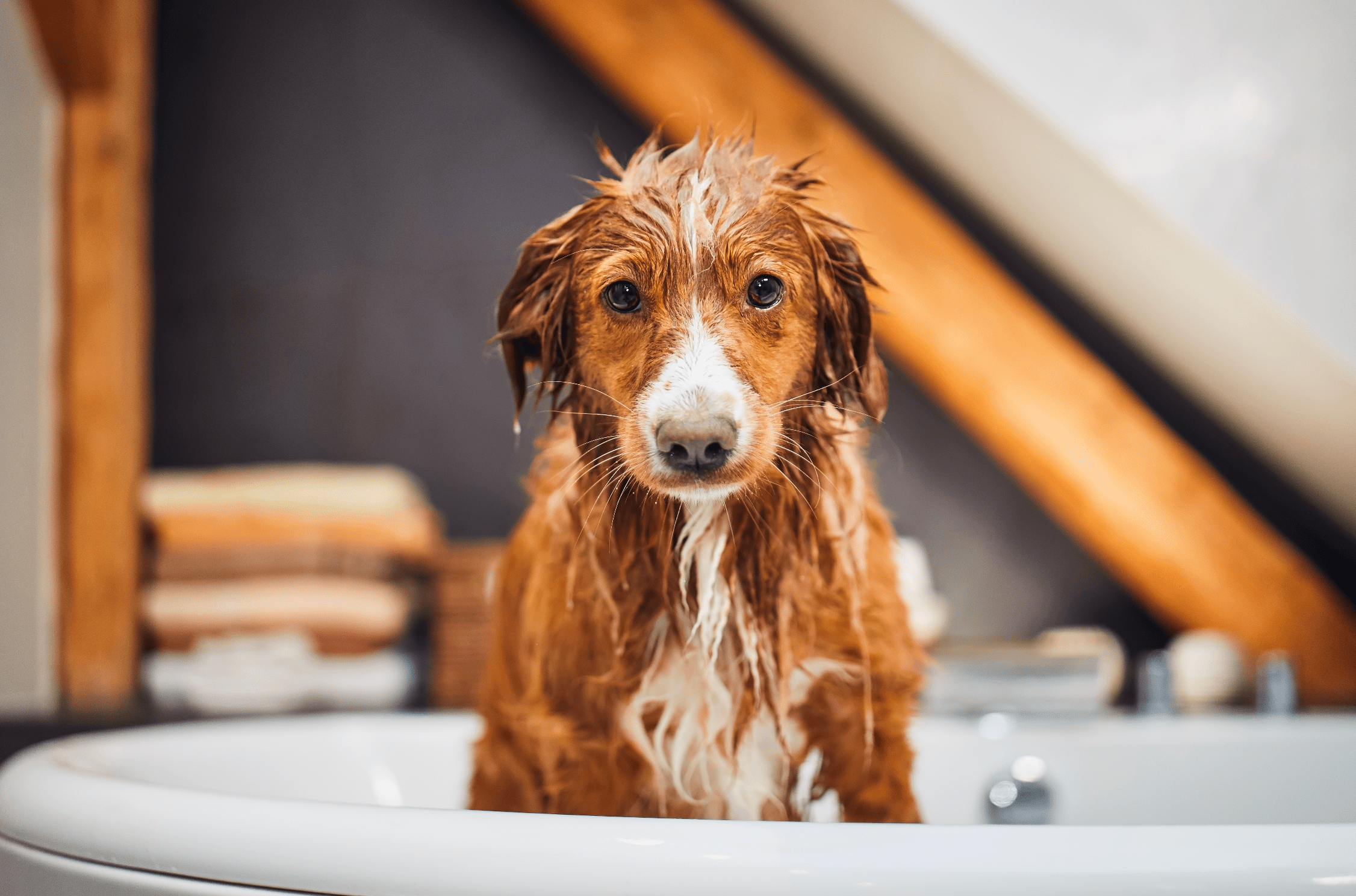 Best Shampoo for Itchy Dogs & Sensitive Dogs - Welltayl
