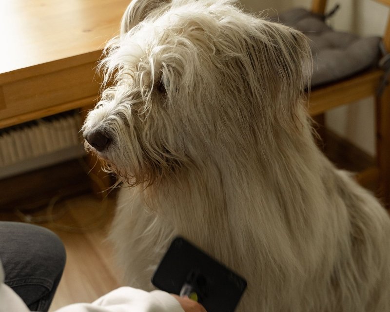 Between-Bath Skin & Coat Care for Dogs - Welltayl