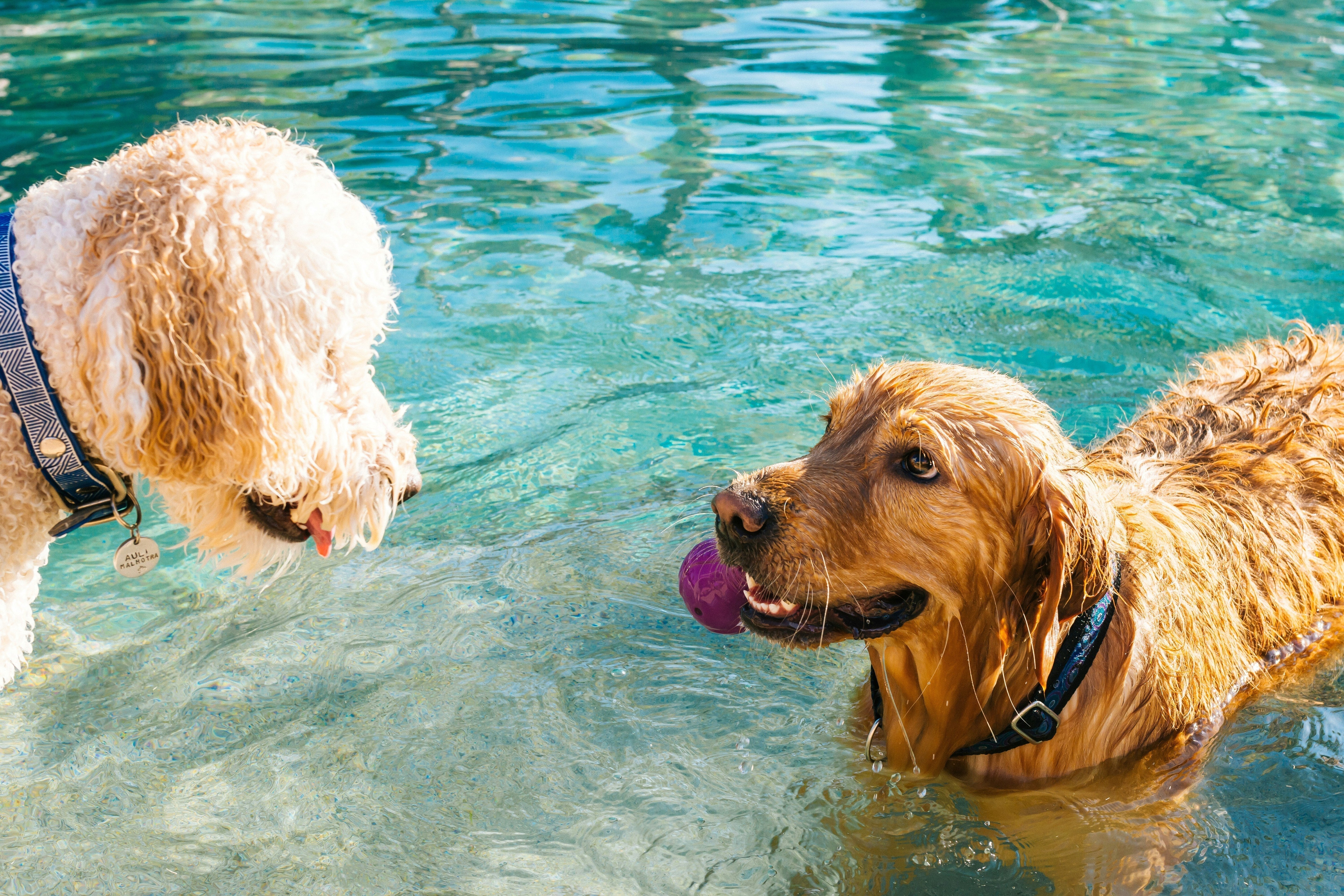Can Dogs Swim in Chlorine Pools? Safety Tips Every Dog Owner Should Know - Welltayl