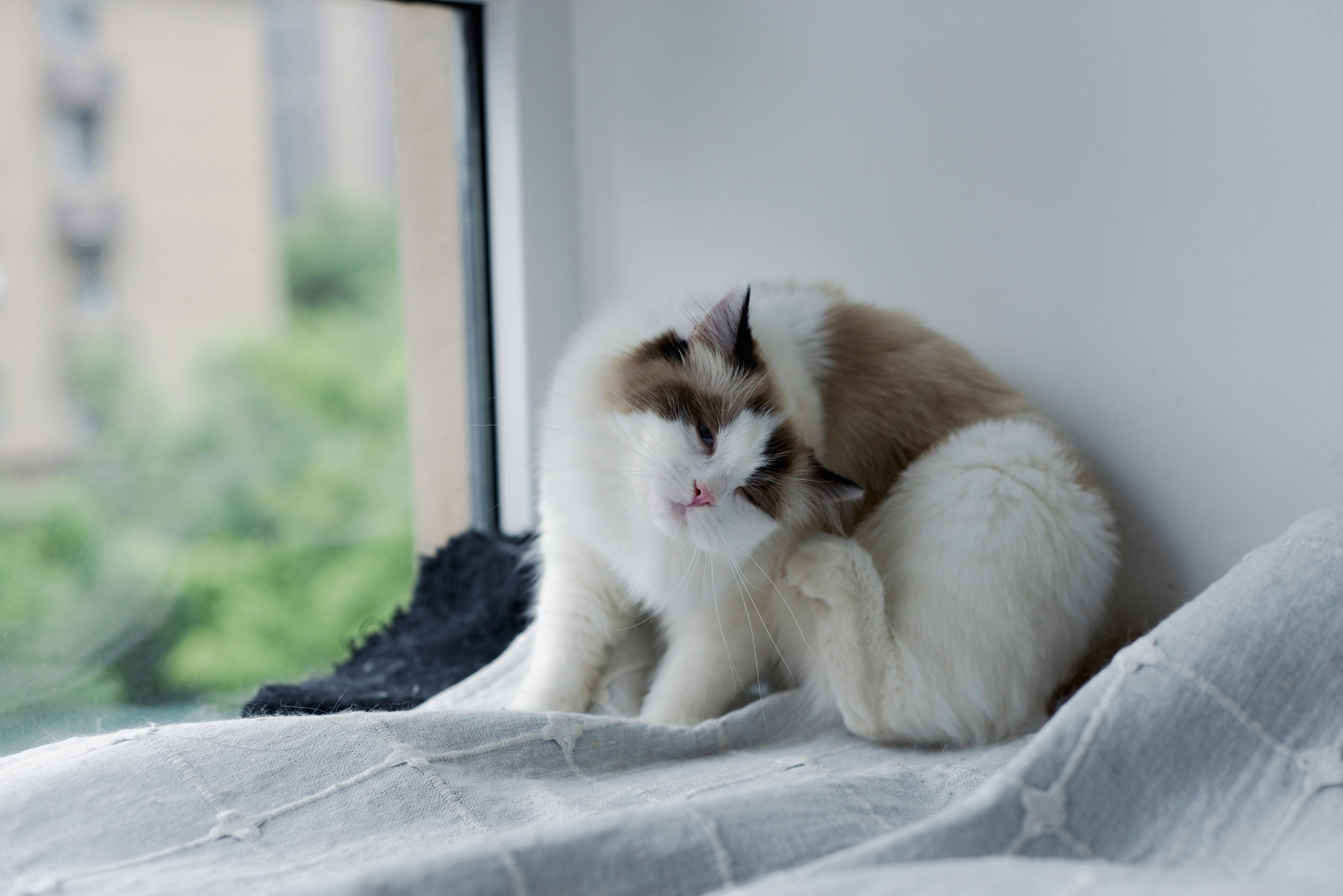 Cats Itchy Skin: Causes, Signs, and How It’s Different from Dogs - Welltayl