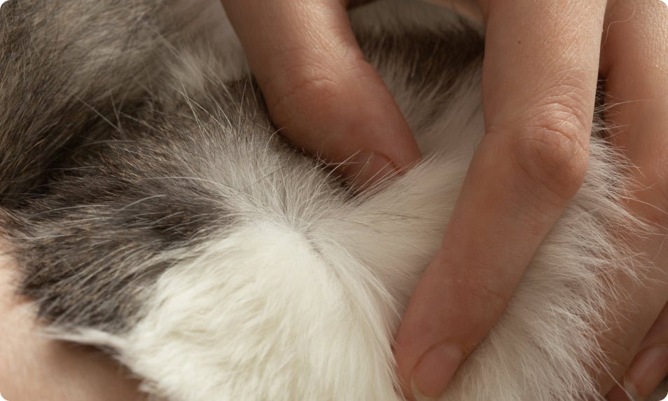 Complete Guide to Managing Skin Conditions in Cats: Symptoms, Treatments, and Prevention - Welltayl