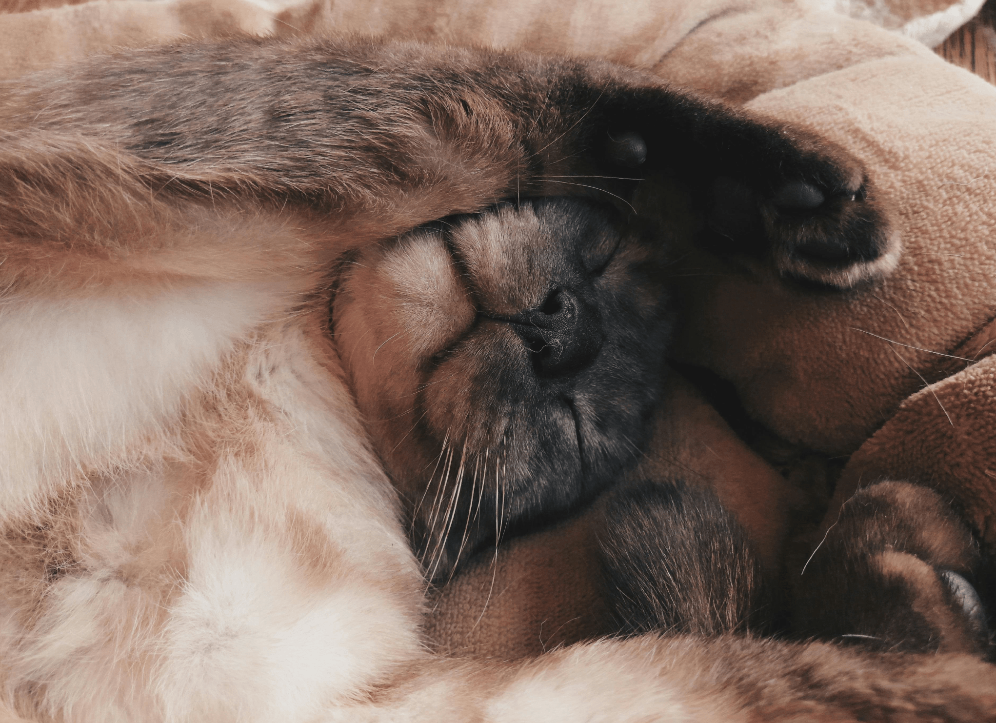 Discover the Life-Changing Benefits of Having a Pet for Your Health and Happiness - Welltayl