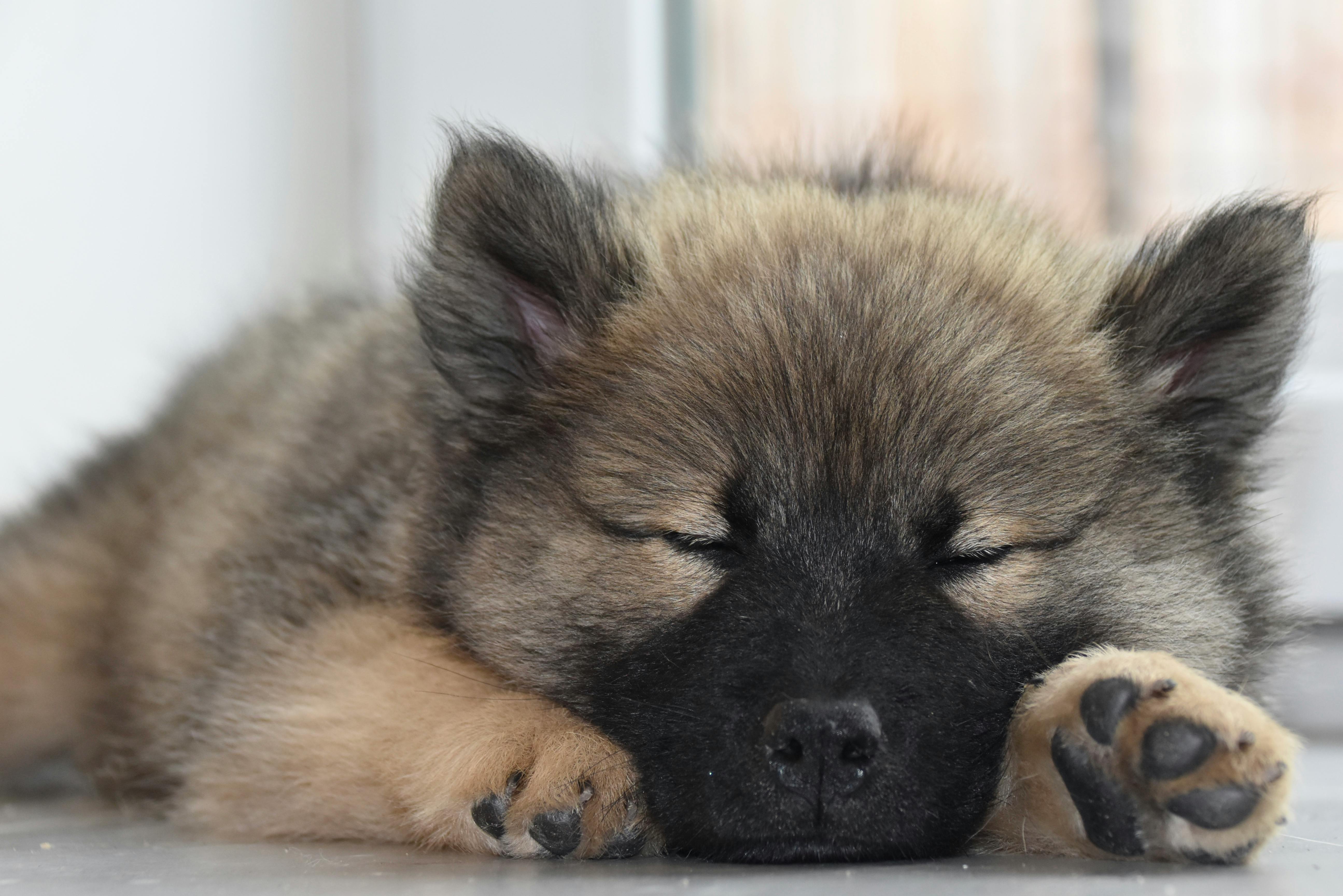 Do Dogs Dream? Understanding Dog Dreams and REM Sleep - Welltayl