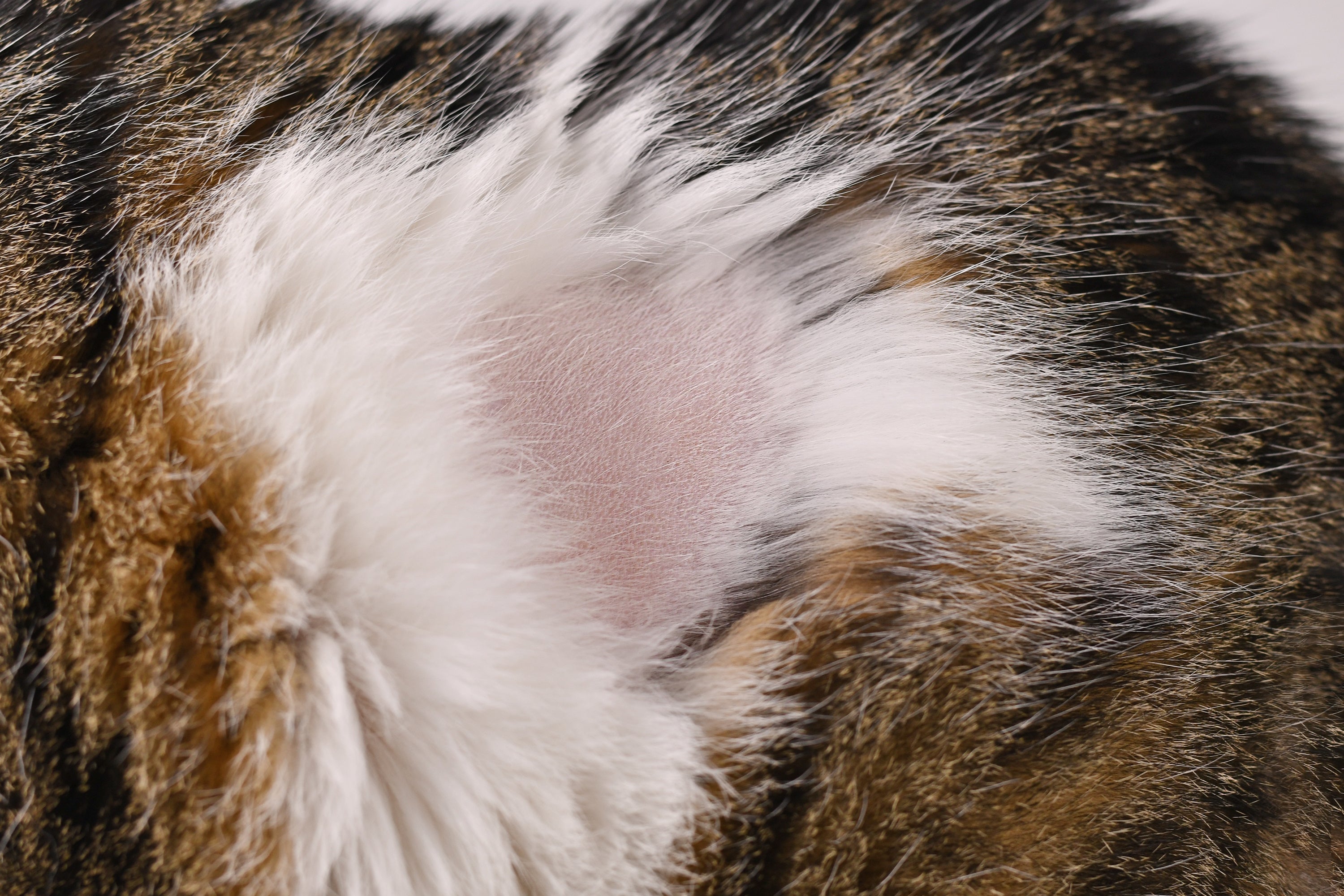 Dog & Cat Skin Microbiome Explained: Why Balance Matters - Welltayl