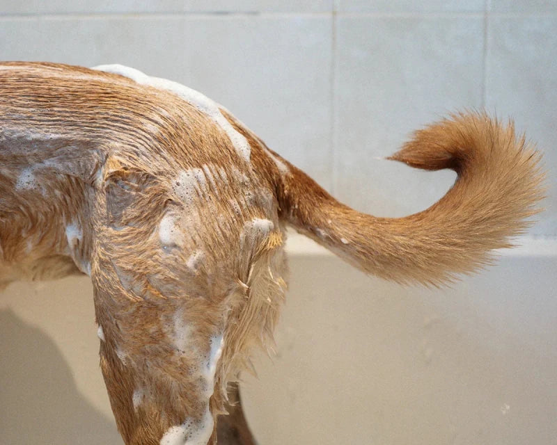Dog Skin Care Ingredients: What Actually Matters - Welltayl
