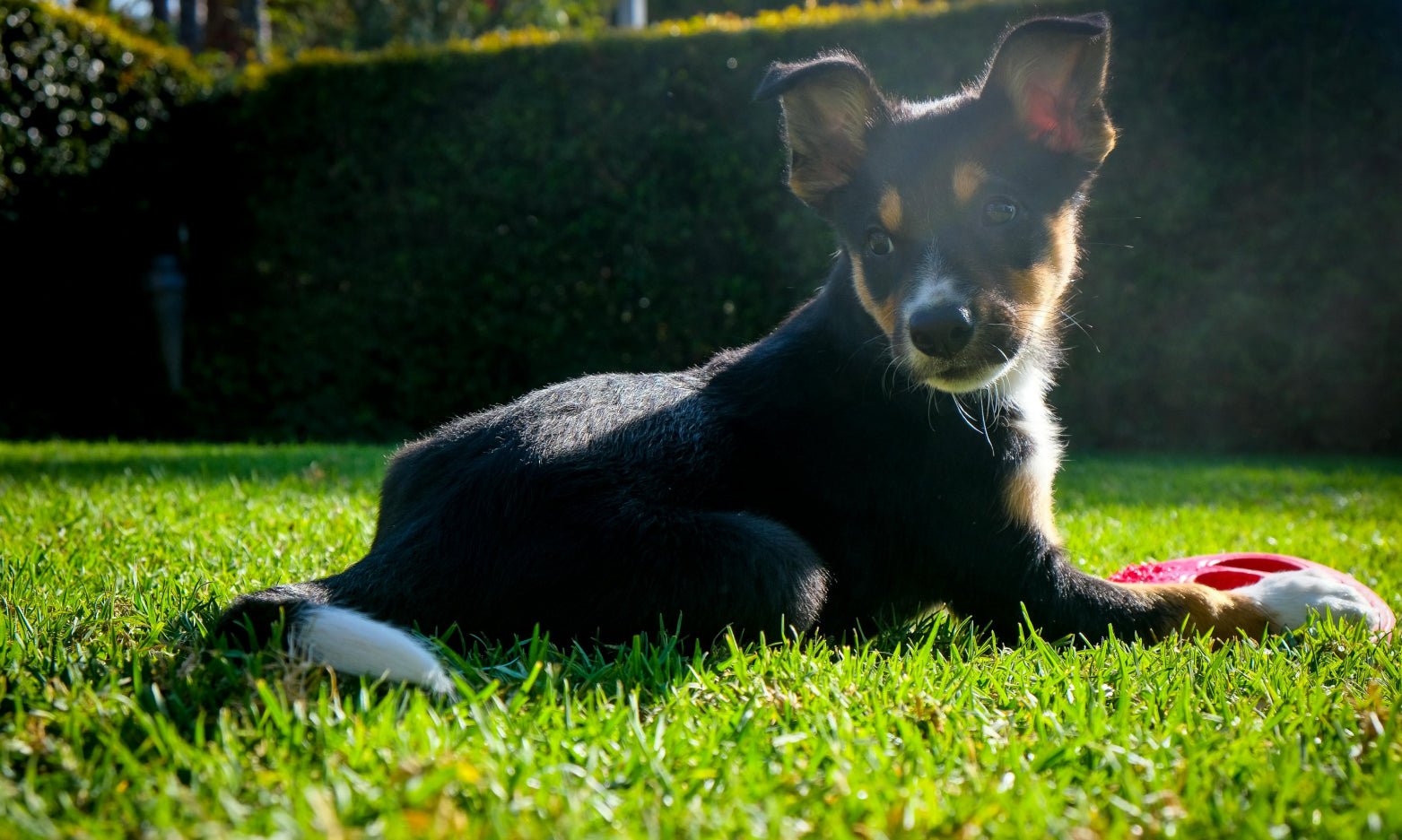 Dog Sunbathing: Benefits, Risks, and Safe Practices Explained - Welltayl