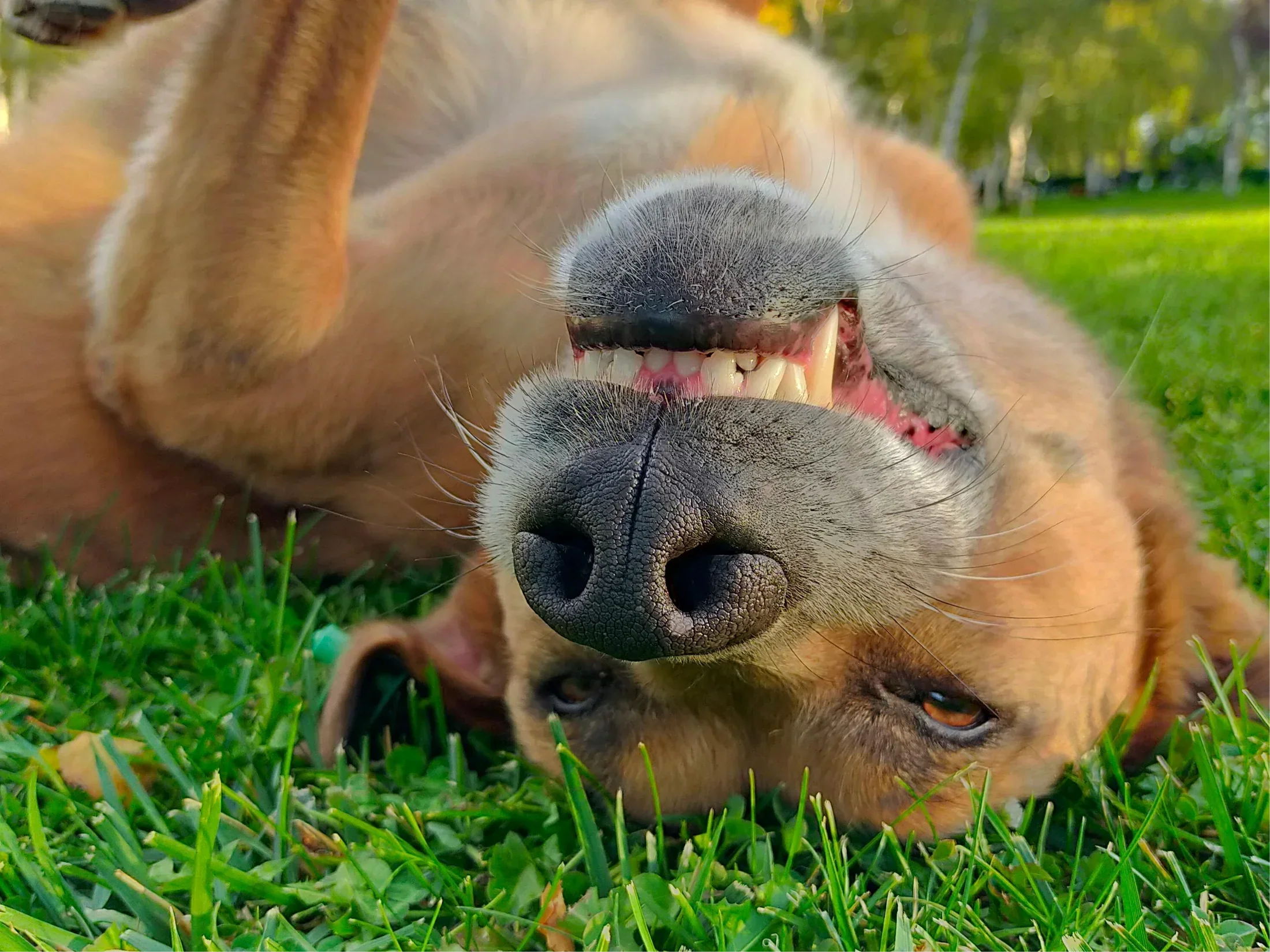 Dog Teeth Chart: Understanding Canine Dental Health and Anatomy - Welltayl