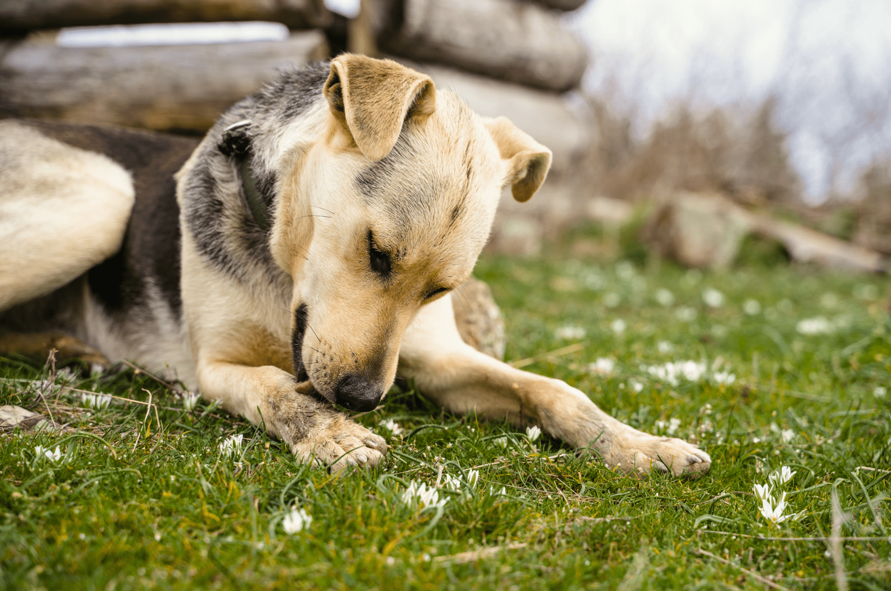 Dry Skin vs. Allergies in Dogs: How to Tell the Difference - Welltayl