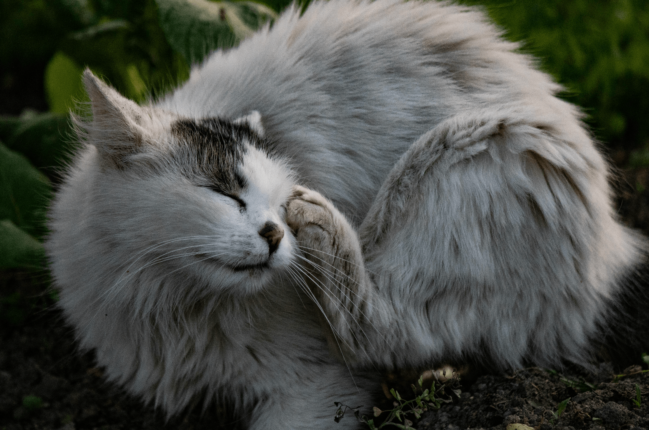 Effective Cat Dry Skin Treatment: Remedies and Prevention Tips - Welltayl