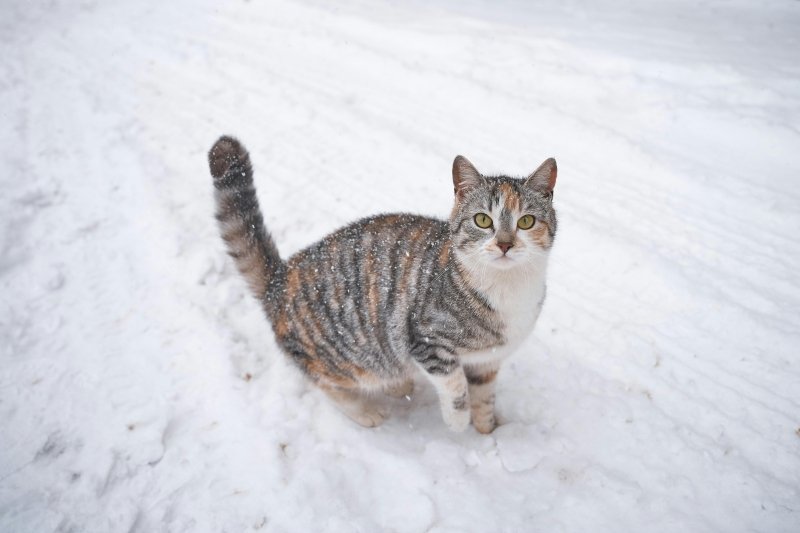 Essential Tips for Keeping Pets Warm in Winter and Safe During Cold Weather - Welltayl