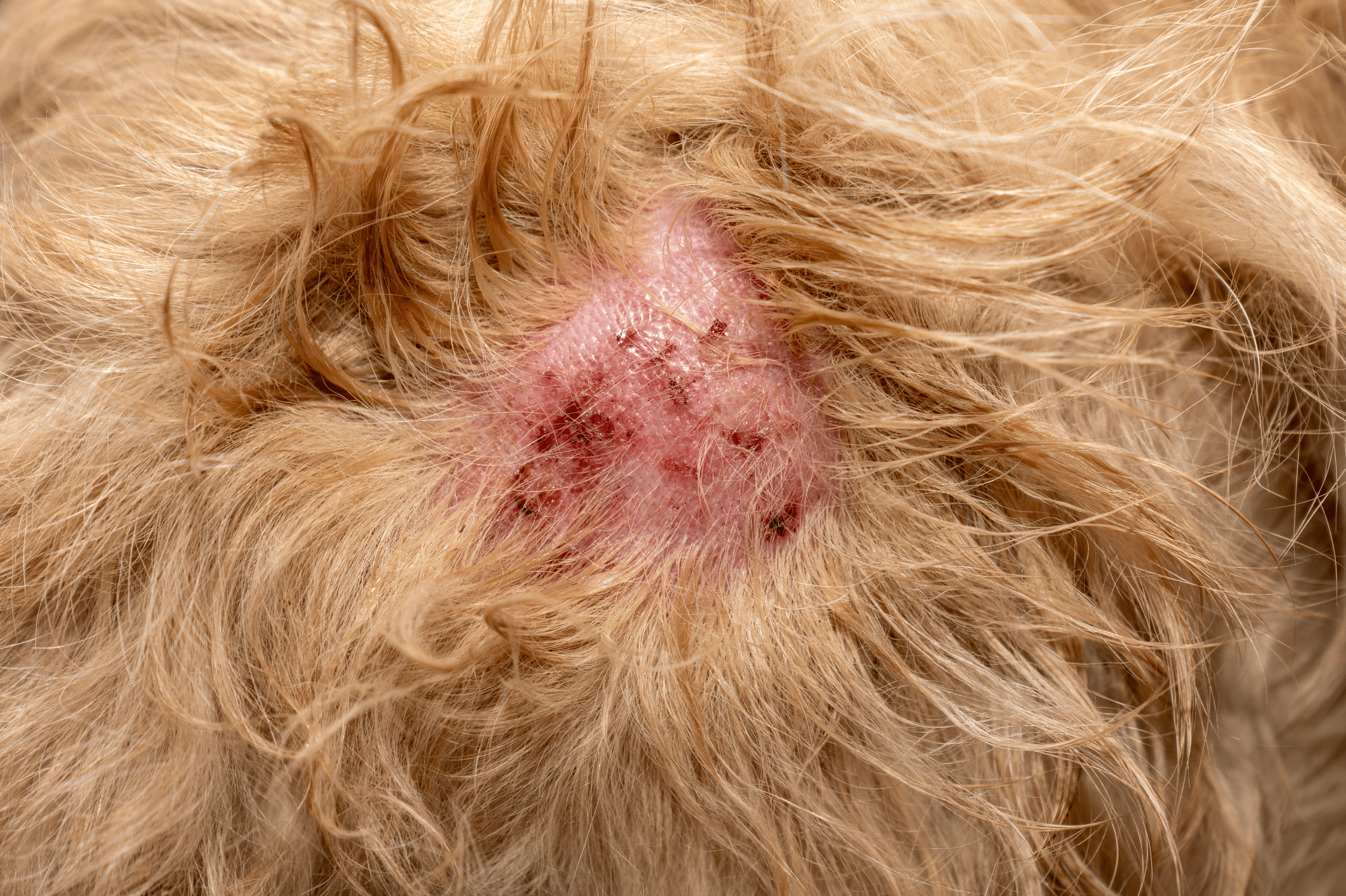 Flaky Skin on Dogs: Understanding Red or Crusty Conditions - Welltayl