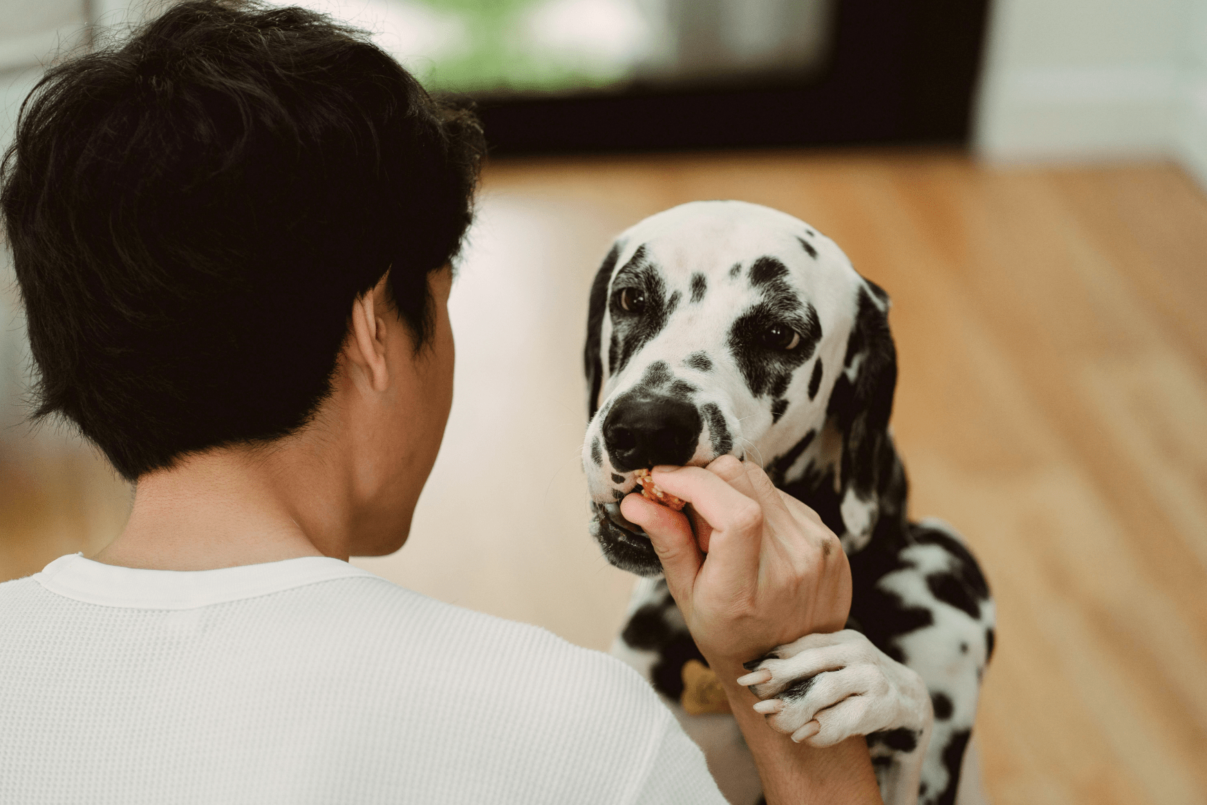 Guide to Dog Diet: Keep Your Pup Healthy, Happy, and Full of Energy - Welltayl