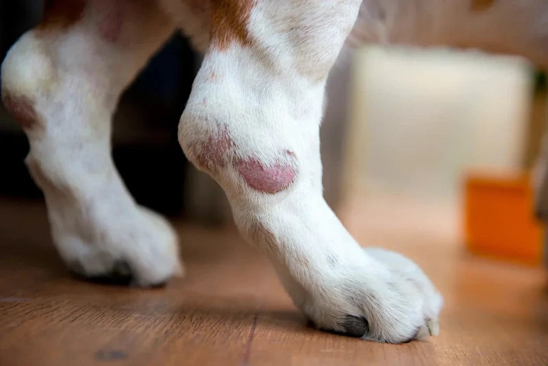 Hot Spots, Sores & Irritated Areas on Dogs - Welltayl
