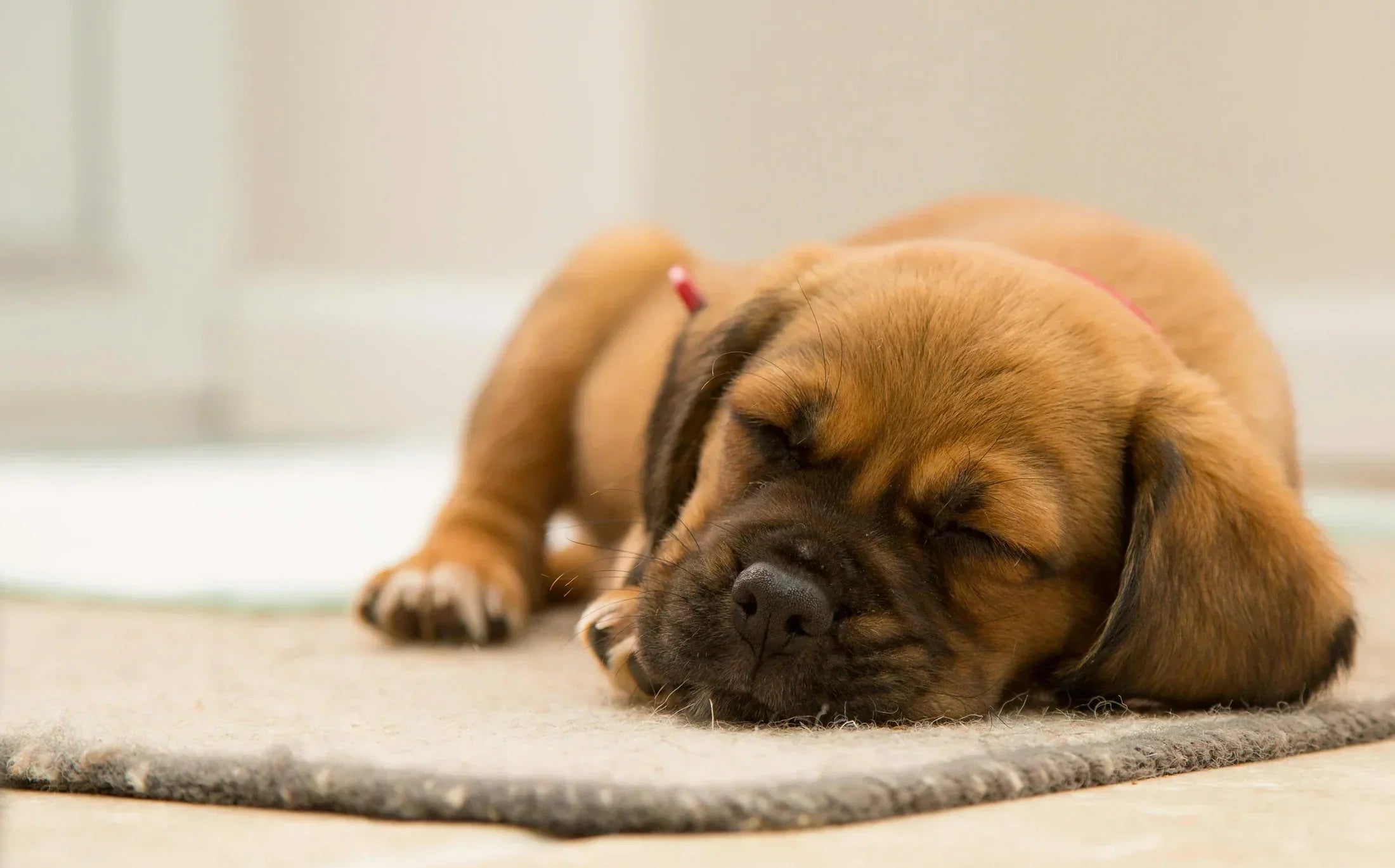 How Long Do Dogs Sleep: Understanding the Basics - Welltayl