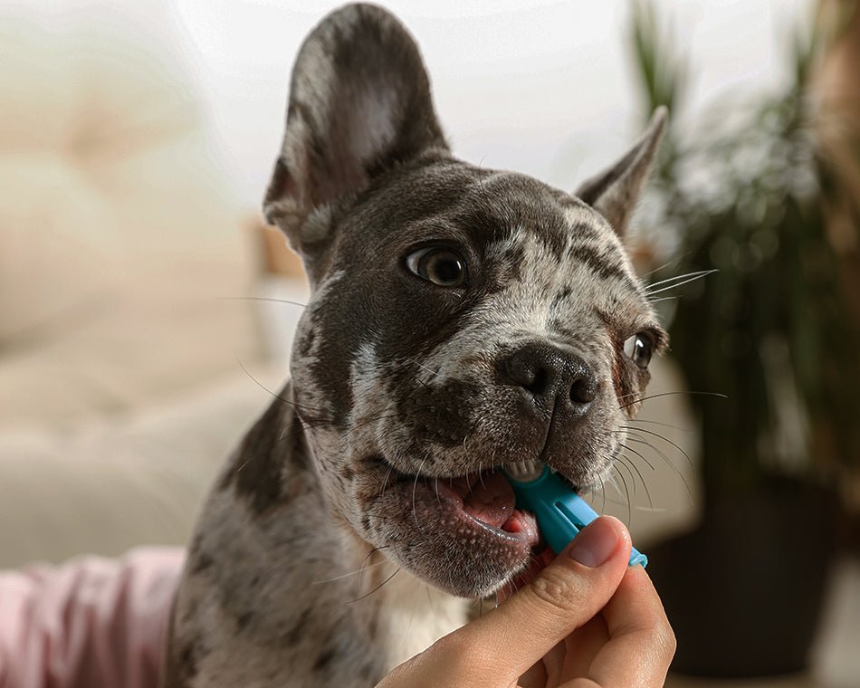 How to Brush a Dog’s Teeth: Step-by-Step Guide to Keep Your Pet’s Teeth Healthy - Welltayl