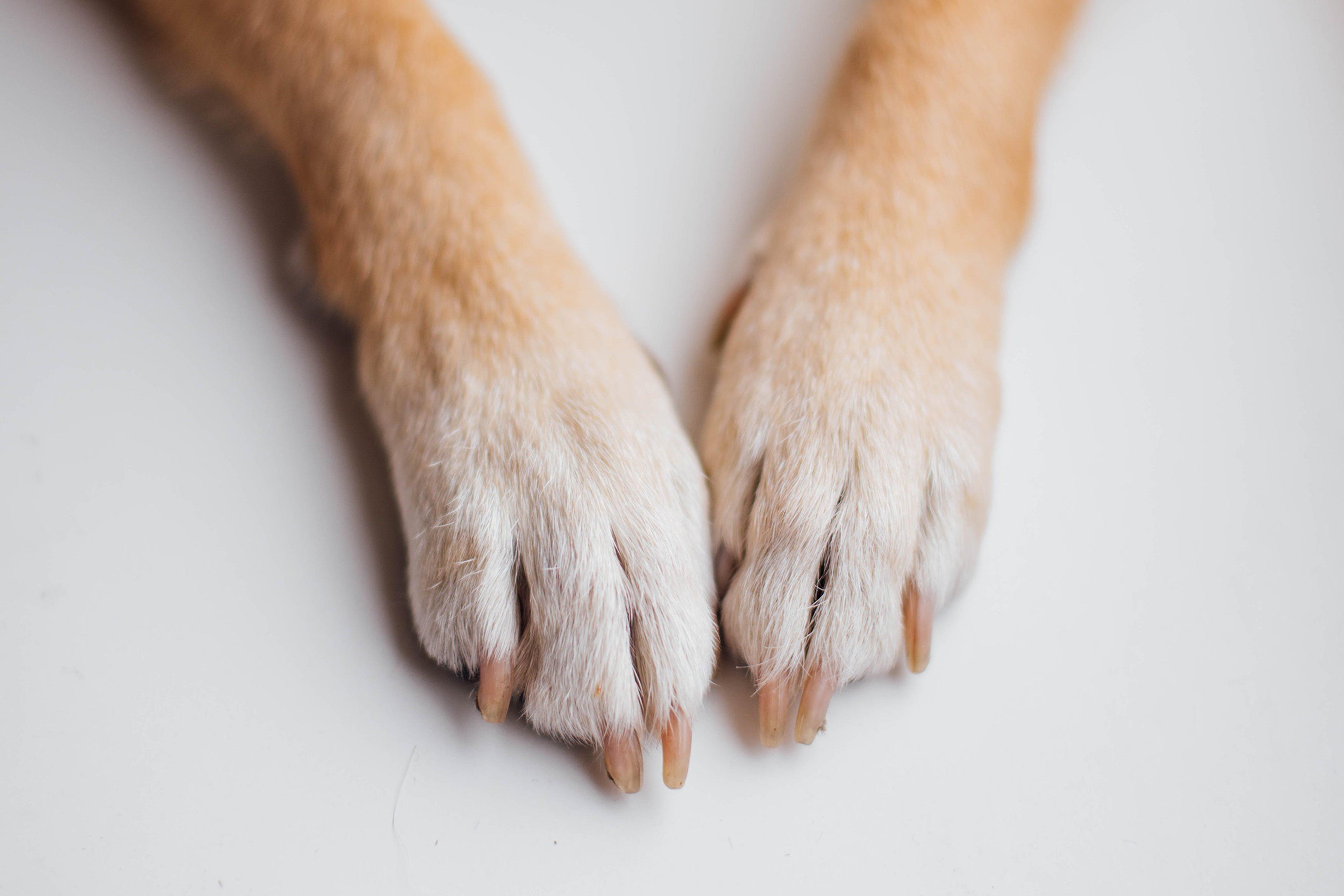 How to Clean Dog Paws: A Step-by-Step Guide for Healthy and Happy Feet - Welltayl
