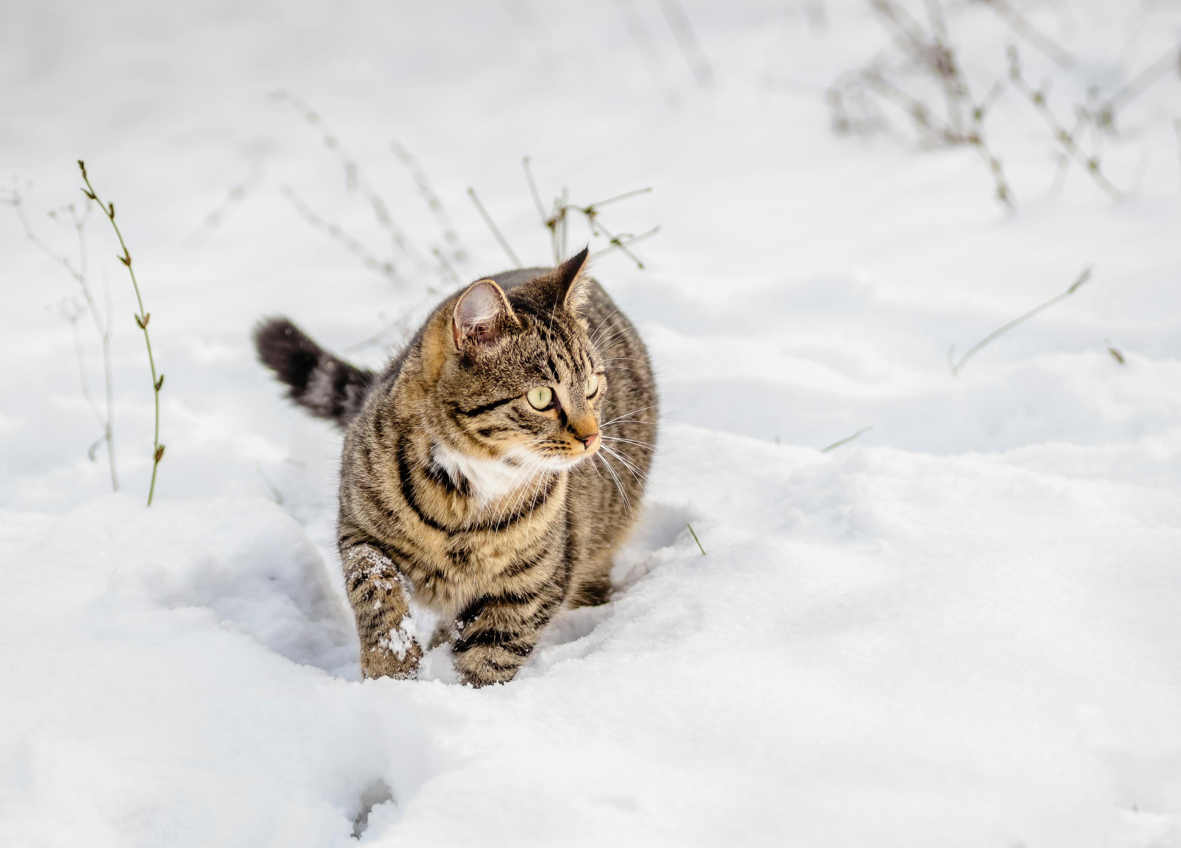 How to Keep Cats Warm in the Winter: Tips for Indoor and Outdoor Cats - Welltayl