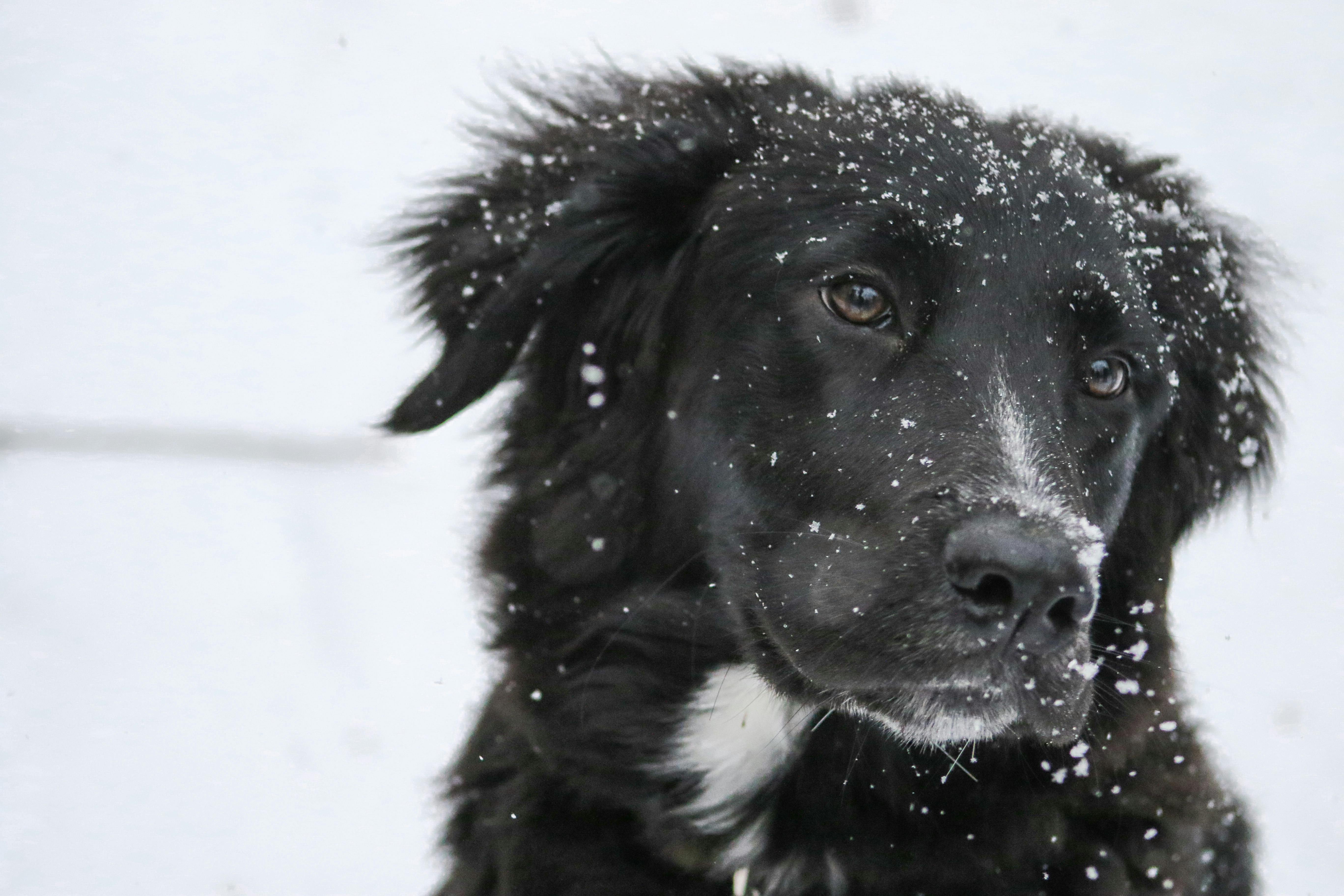 How to Keep Dogs Warm in Winter: Essential Tips for Cold Weather Care - Welltayl