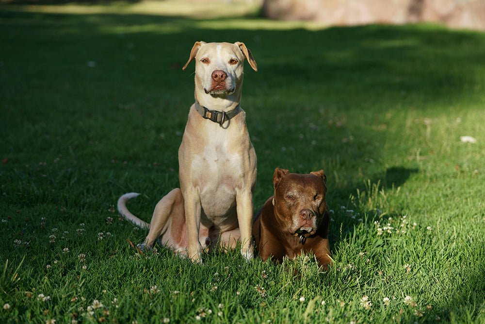 How to Tell How Old a Dog Is: Tips for Estimating Your Dog's Age - Welltayl