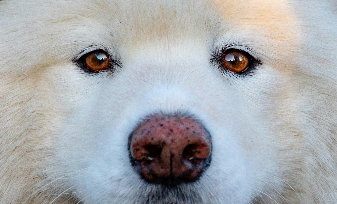 image-of-a-white-huskys-eyes