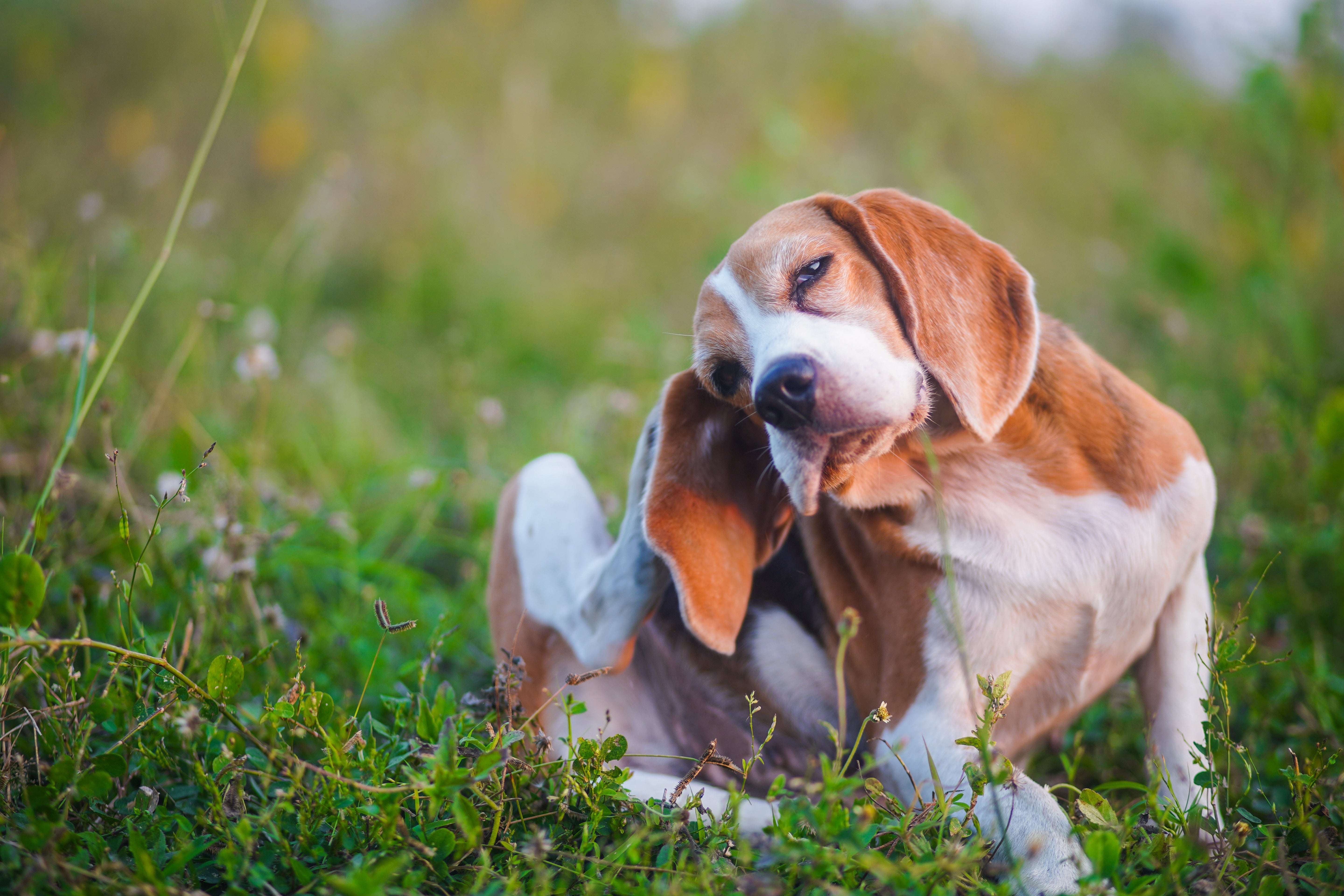image-of-beagle-scratching-in-field