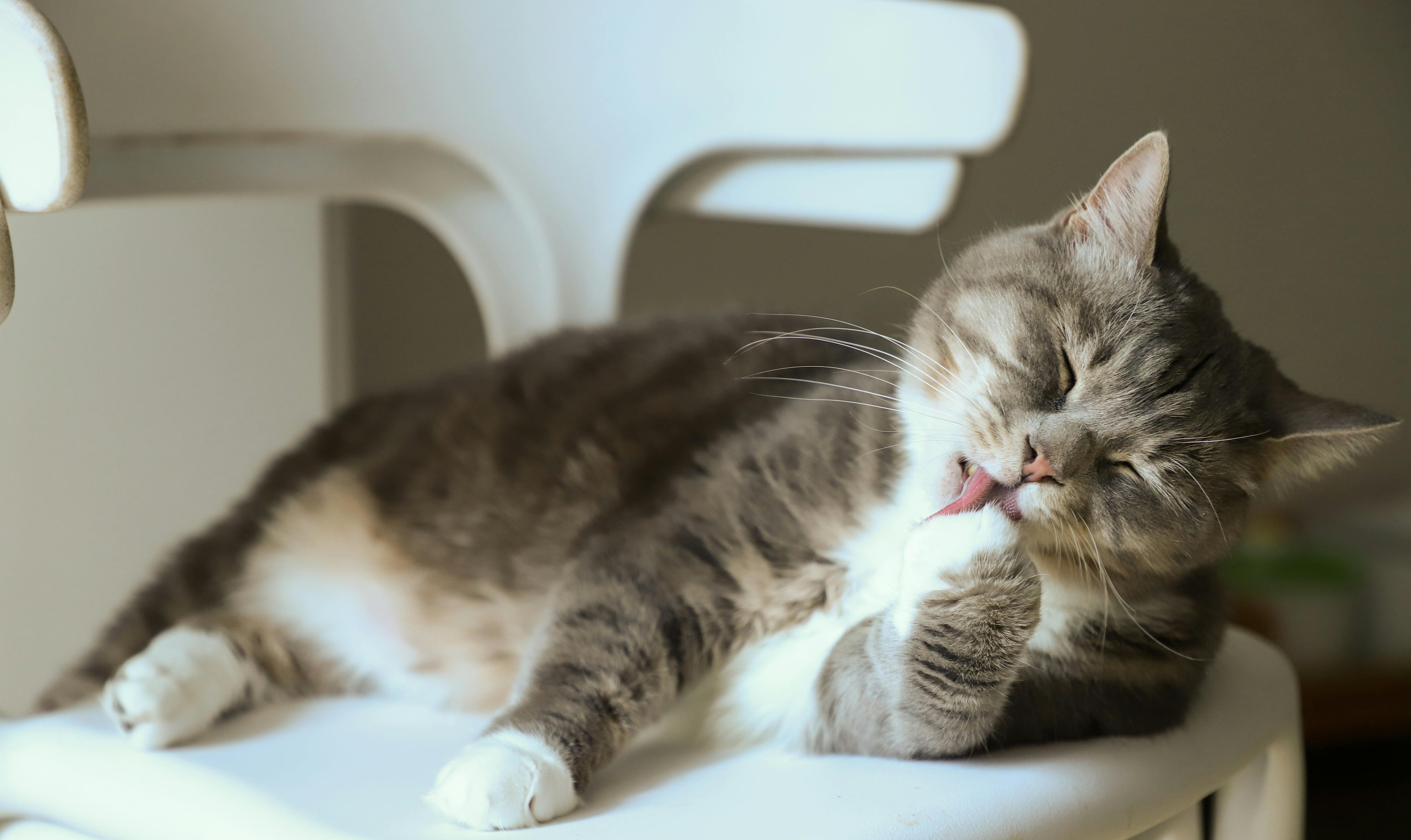 image-of-cat-licking-its-paws