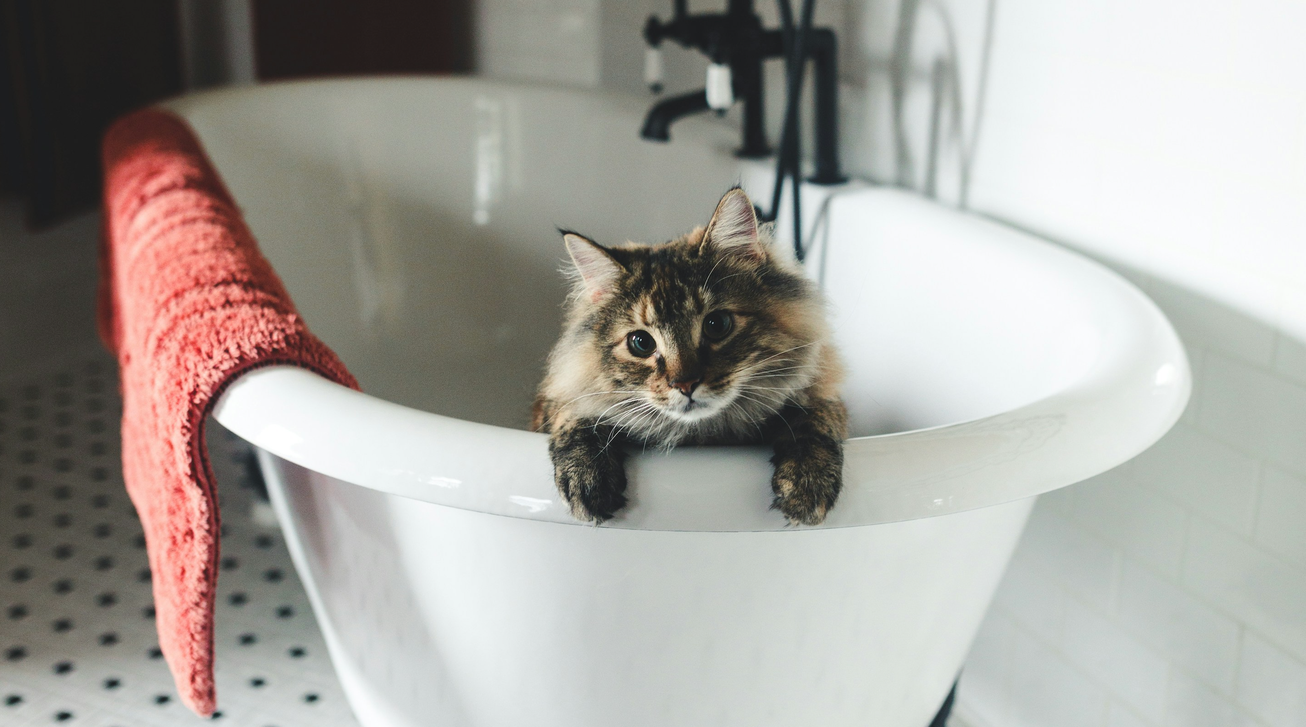 image-of-cat-in-bathtub