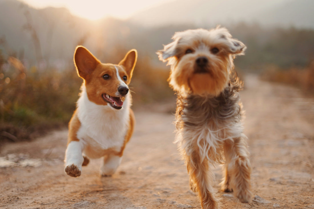 image-of-corgi-and-yorkie-walking