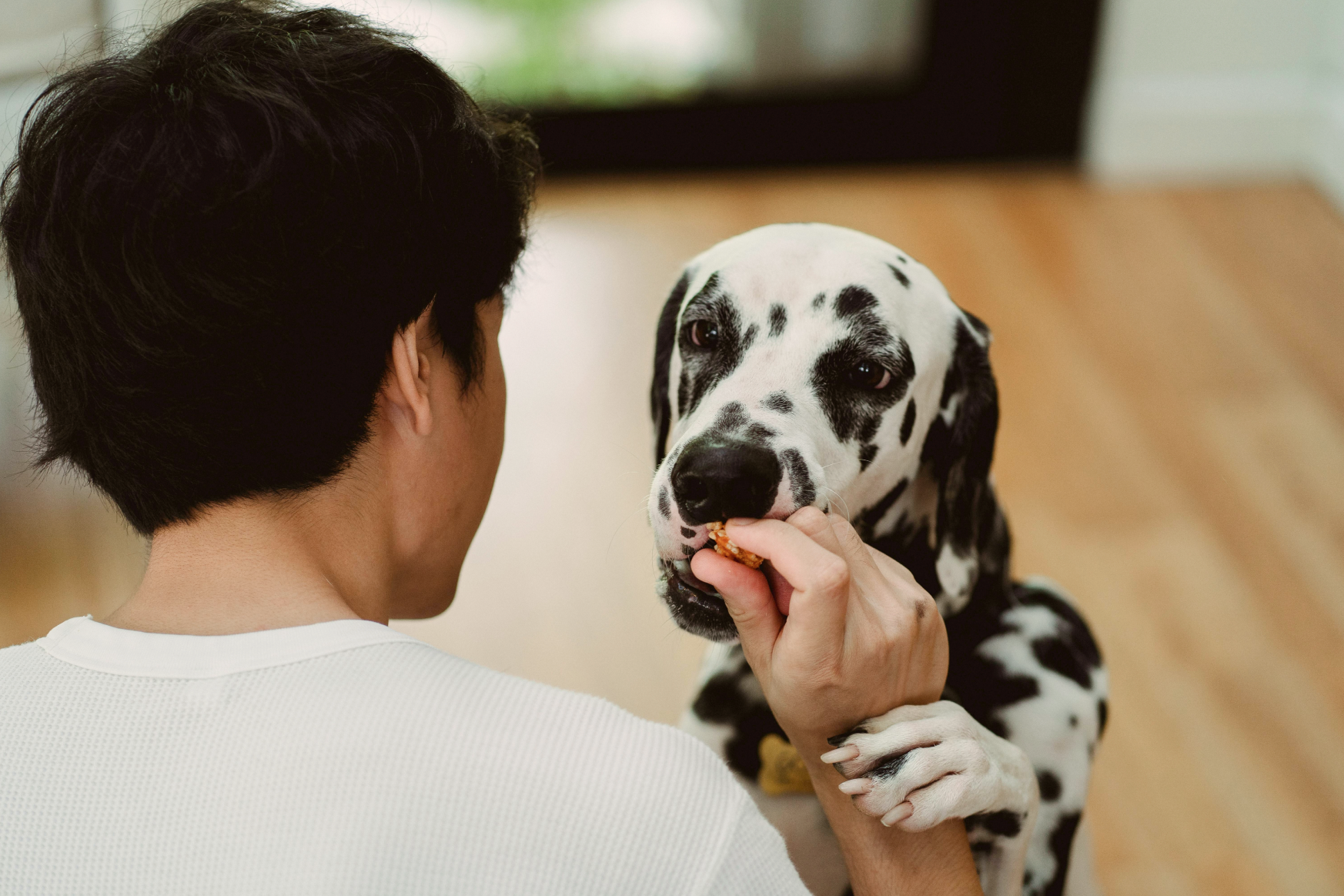 image-of-dalmatian-being-fed-by-person