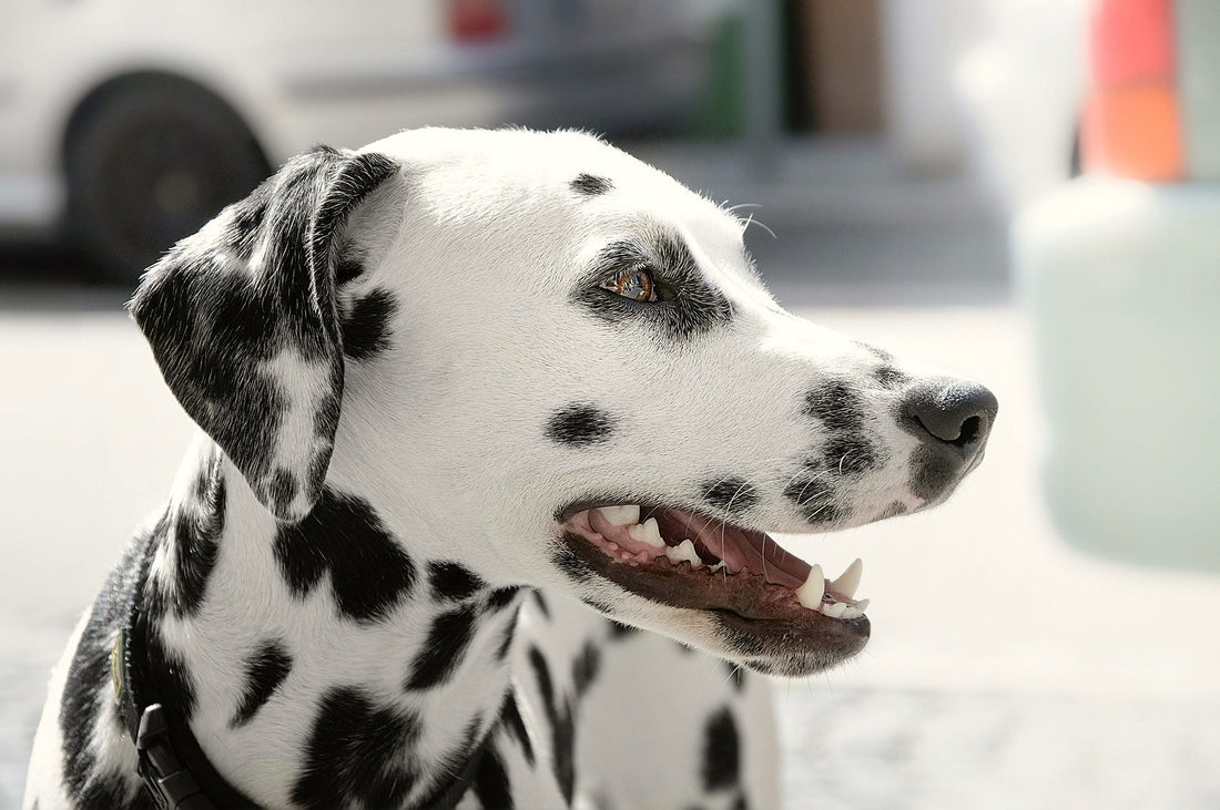 Understanding Dog Body Language: Tips to Decode Your Dog's Emotions