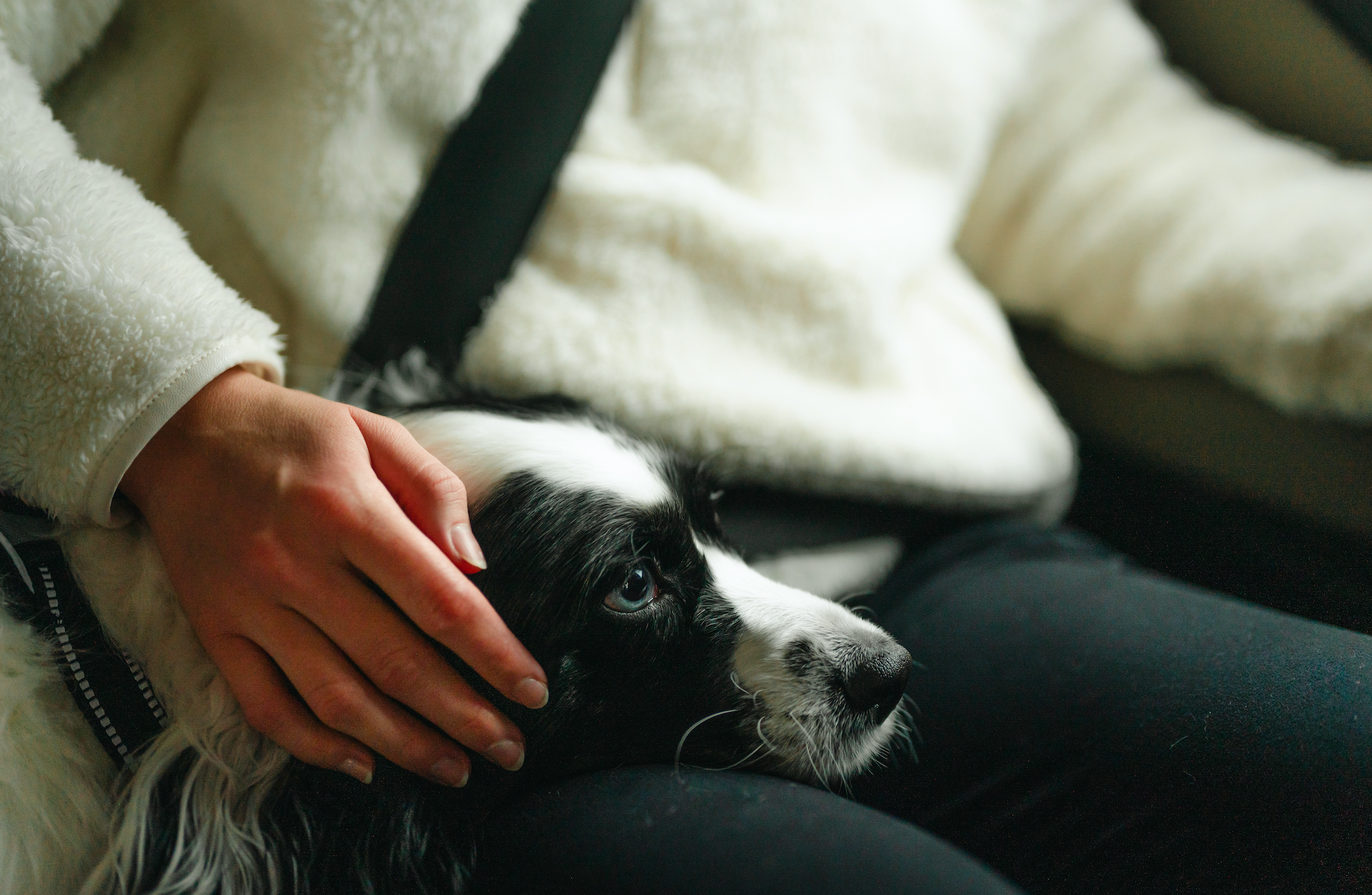 image-of-dog-being-pet