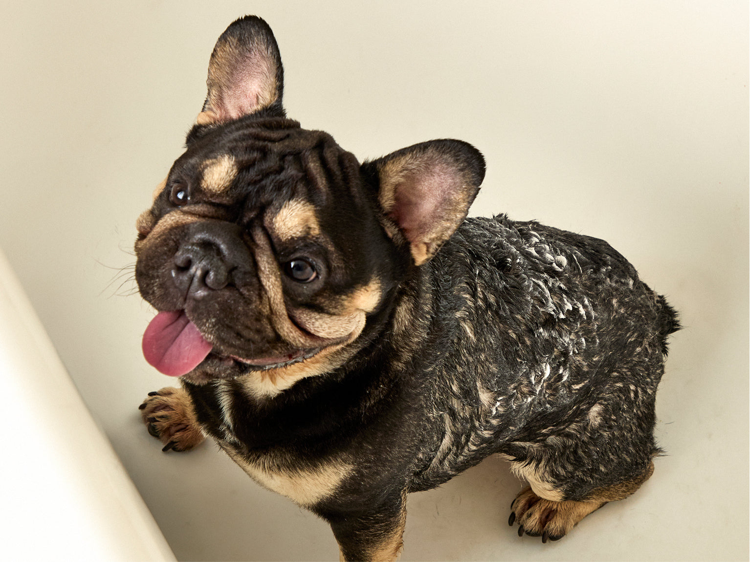 image-of-dog-covered-in-shampoo-in-bathtub