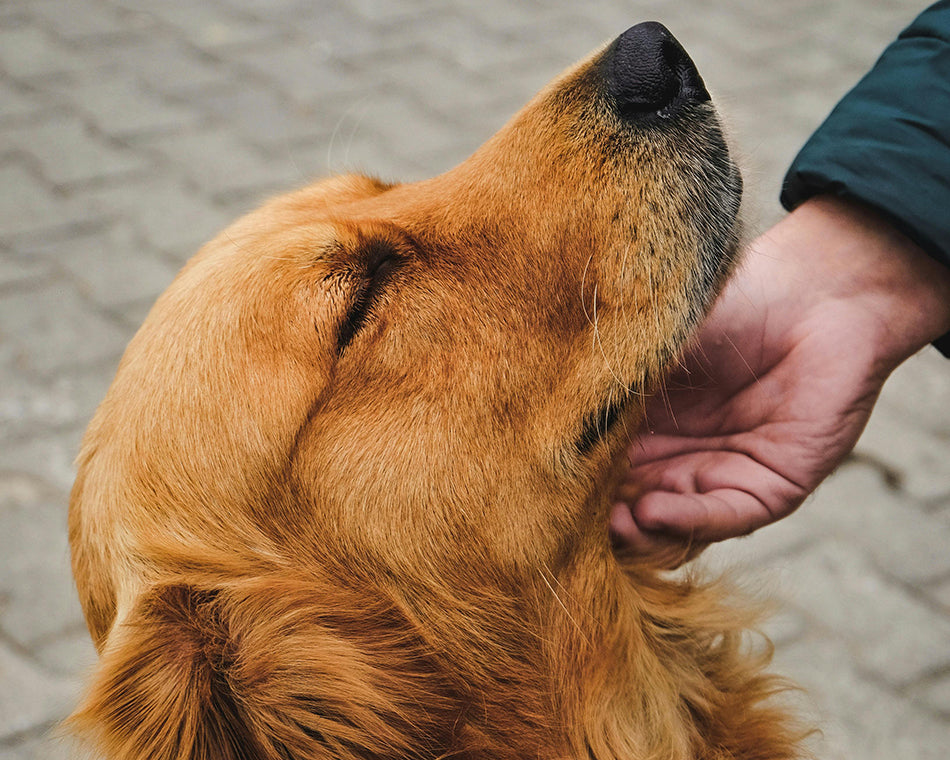 image-of-dog-getting-scratched-under-chin