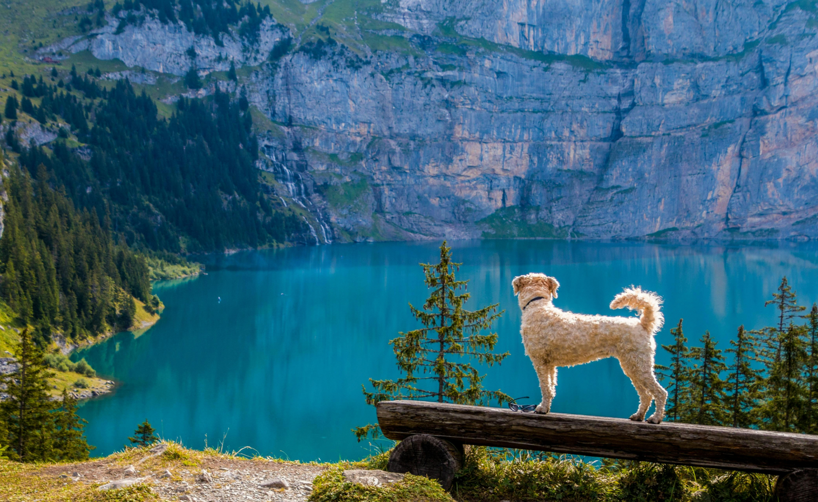 image-of-dog-in-nature