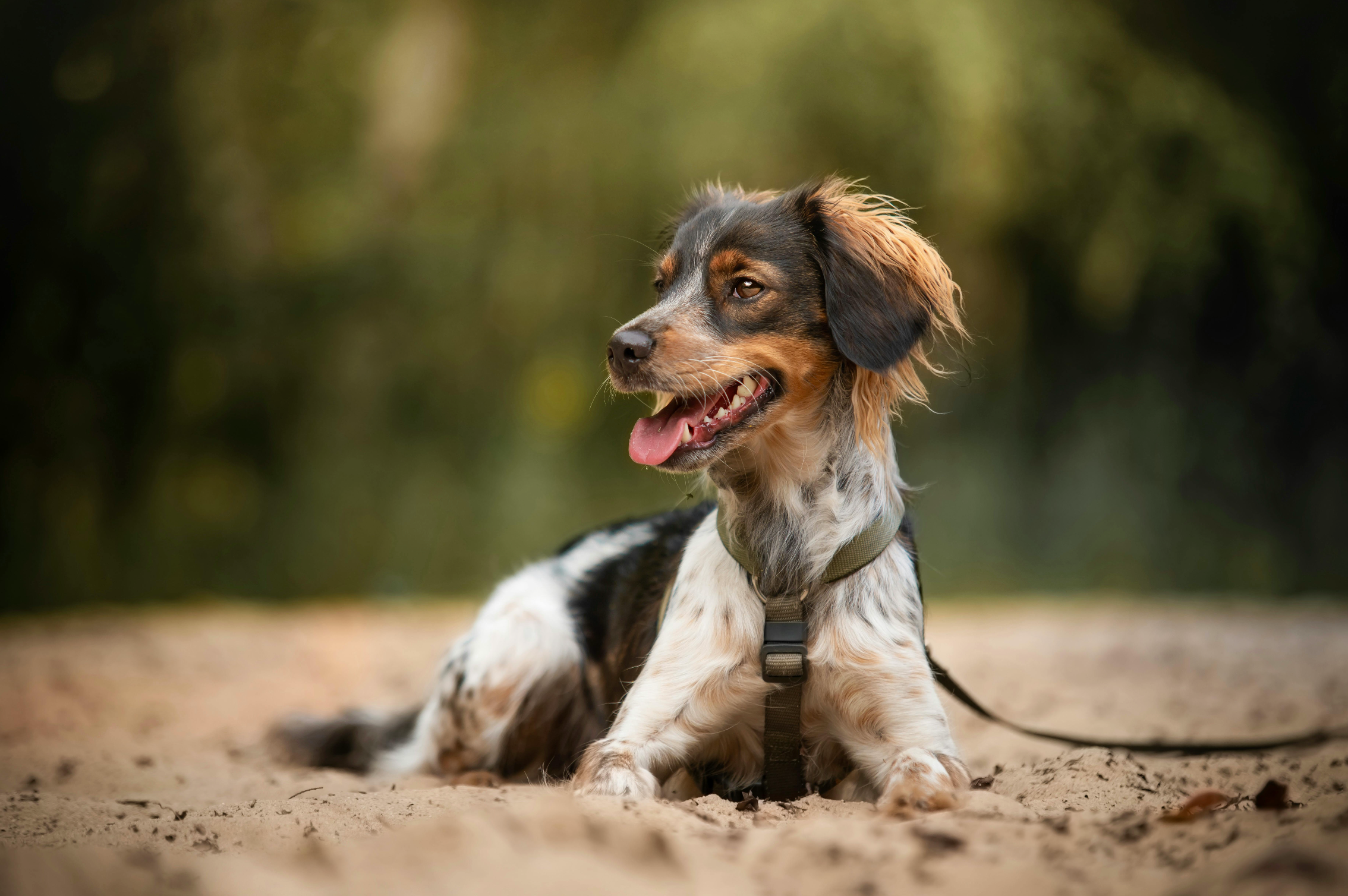 image-of-dog-laying-in-sand-panting