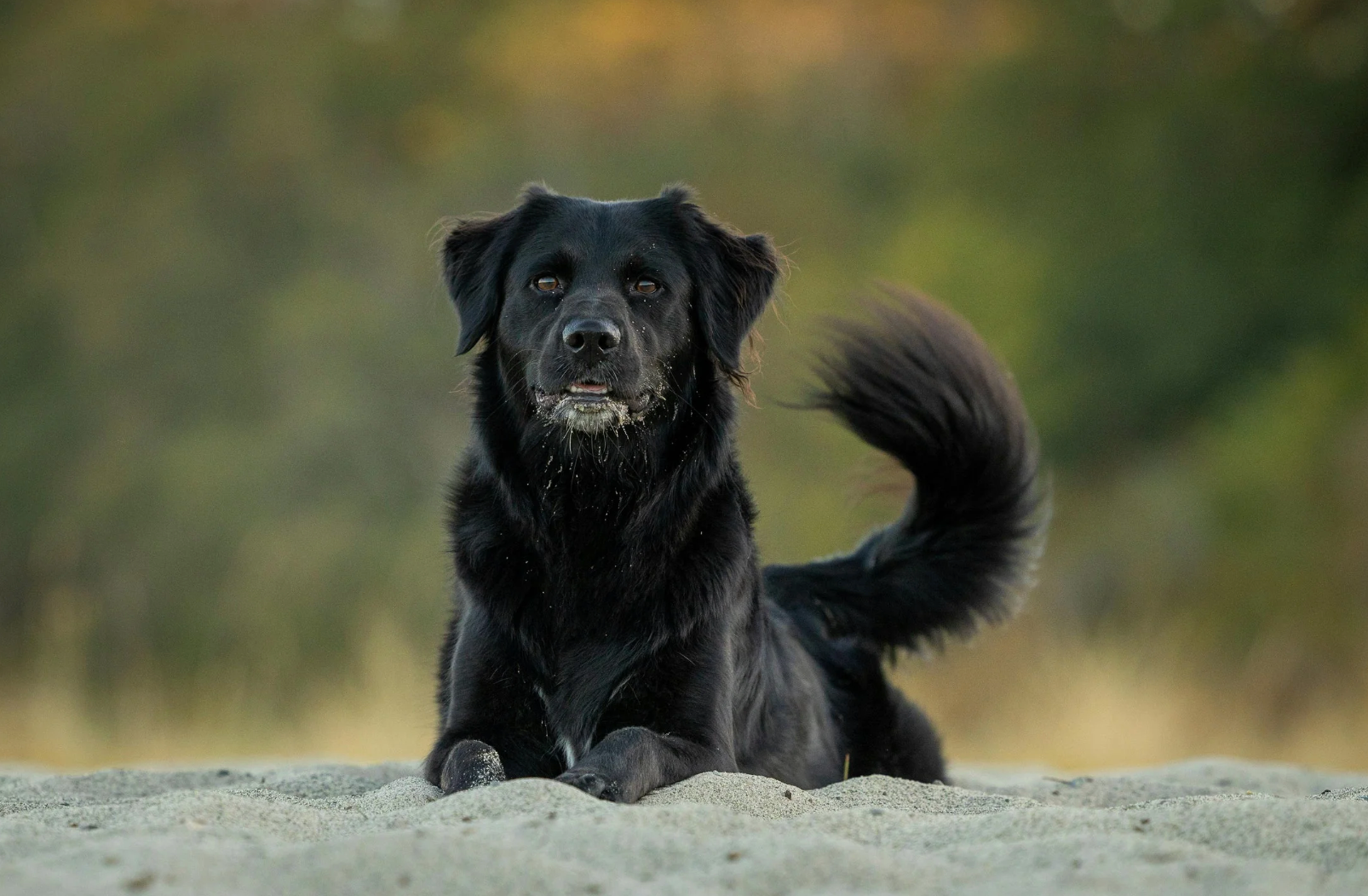 image-of-dog-in-sand