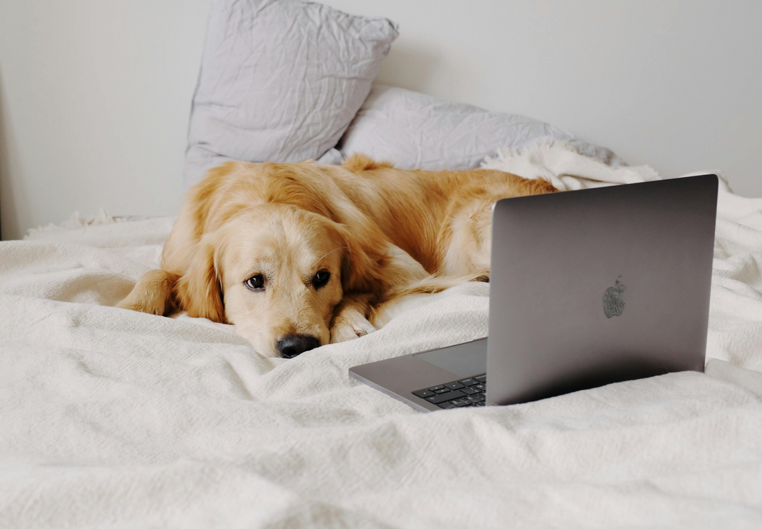 image-of-dog-laying-on-bed