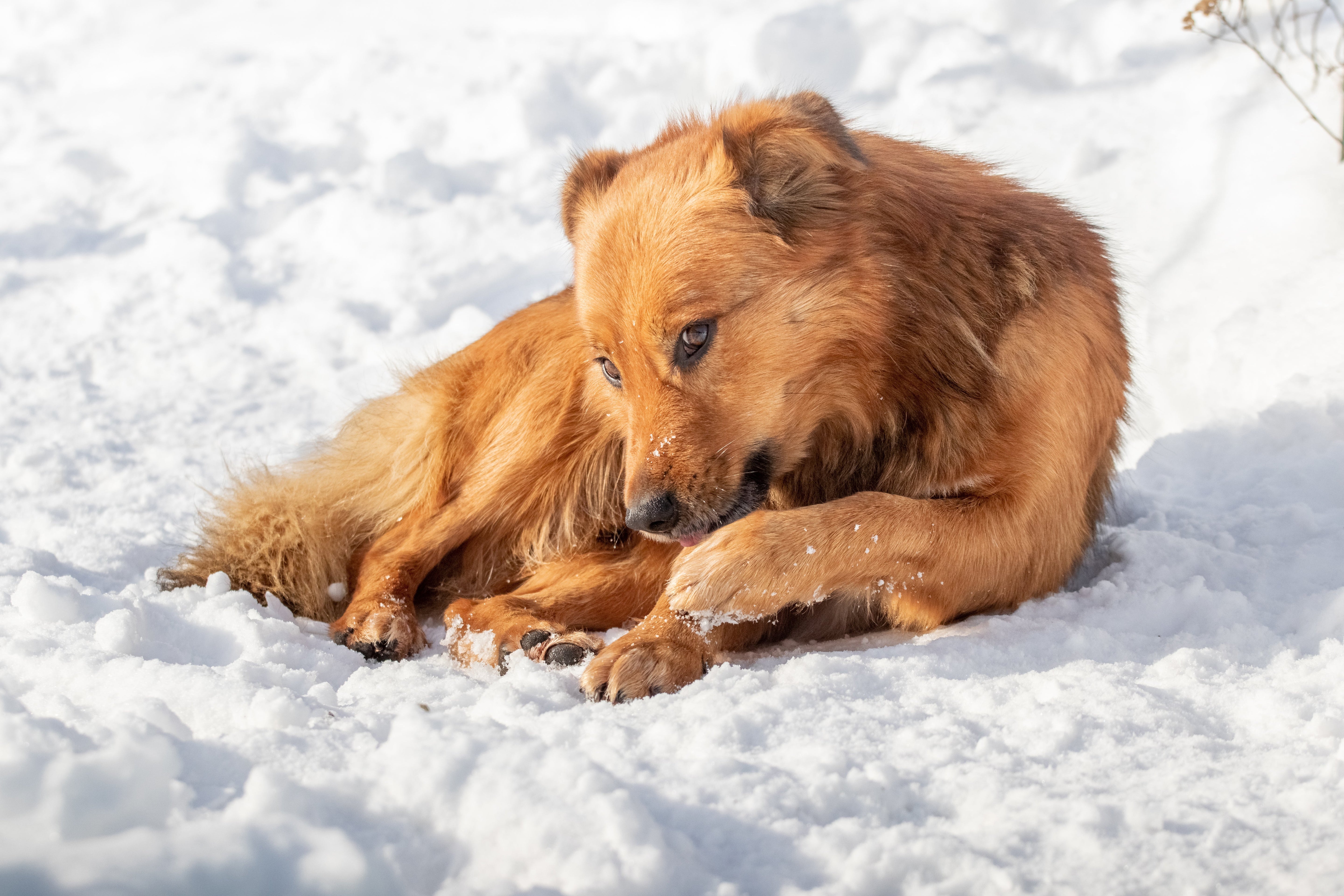 image-of-dog-licking-paw-in-snow