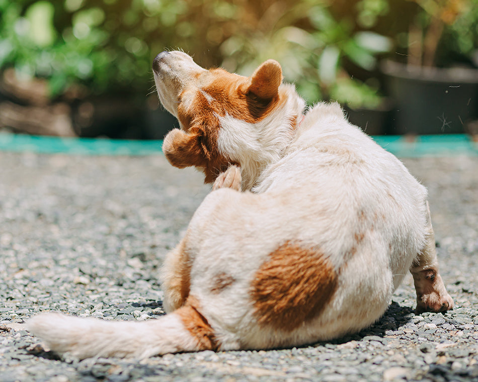 image-of-dog-scratching-itself
