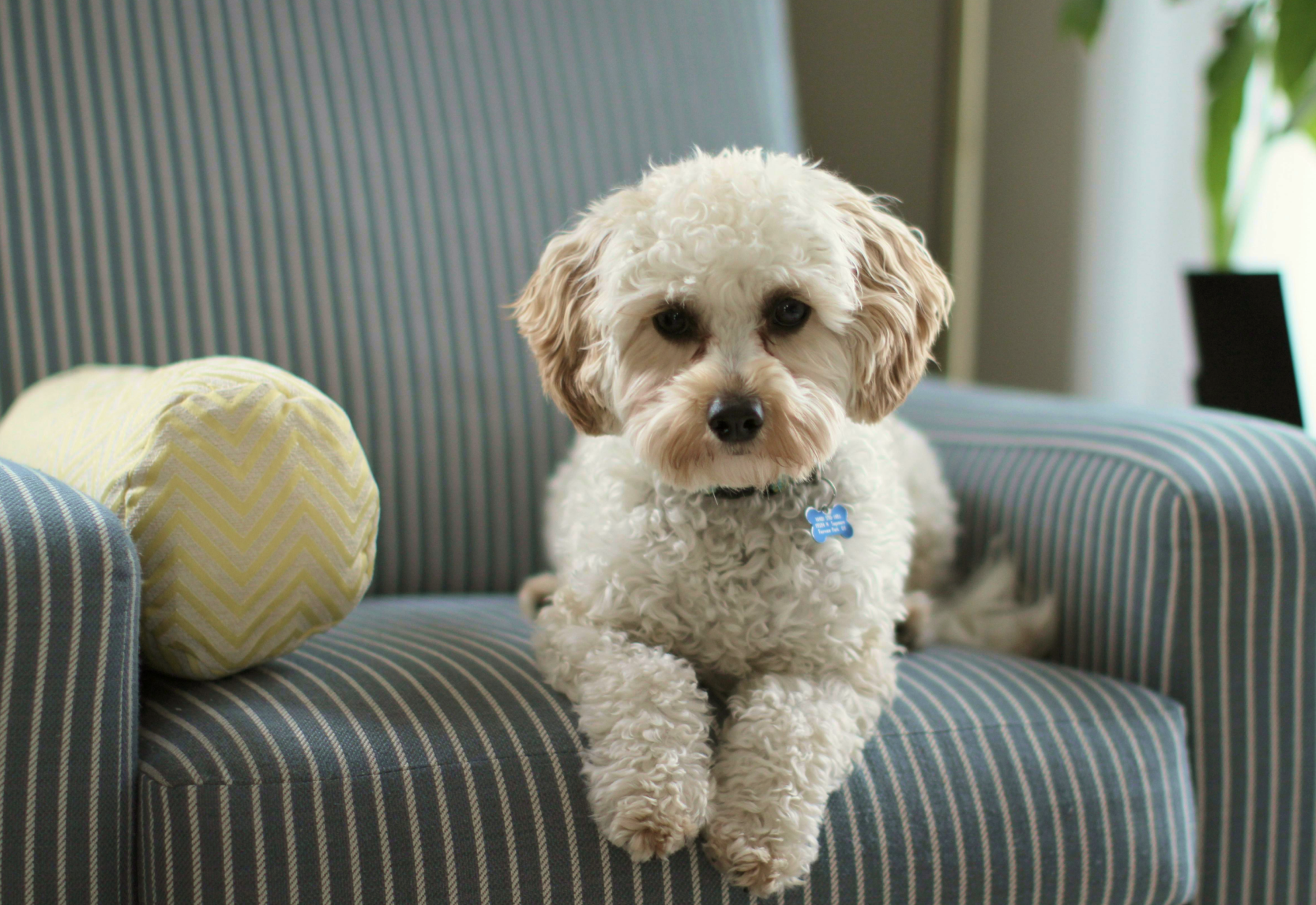 image-of-dog-sitting-in-chair