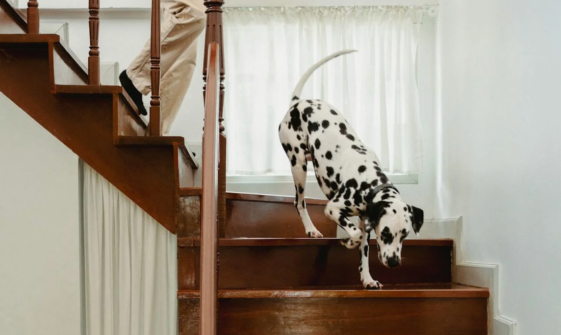 image-of-dog-walking-down-stairs