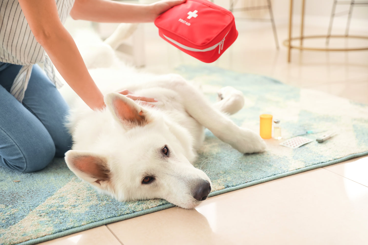 image-of-dog-with-first-aid-kit