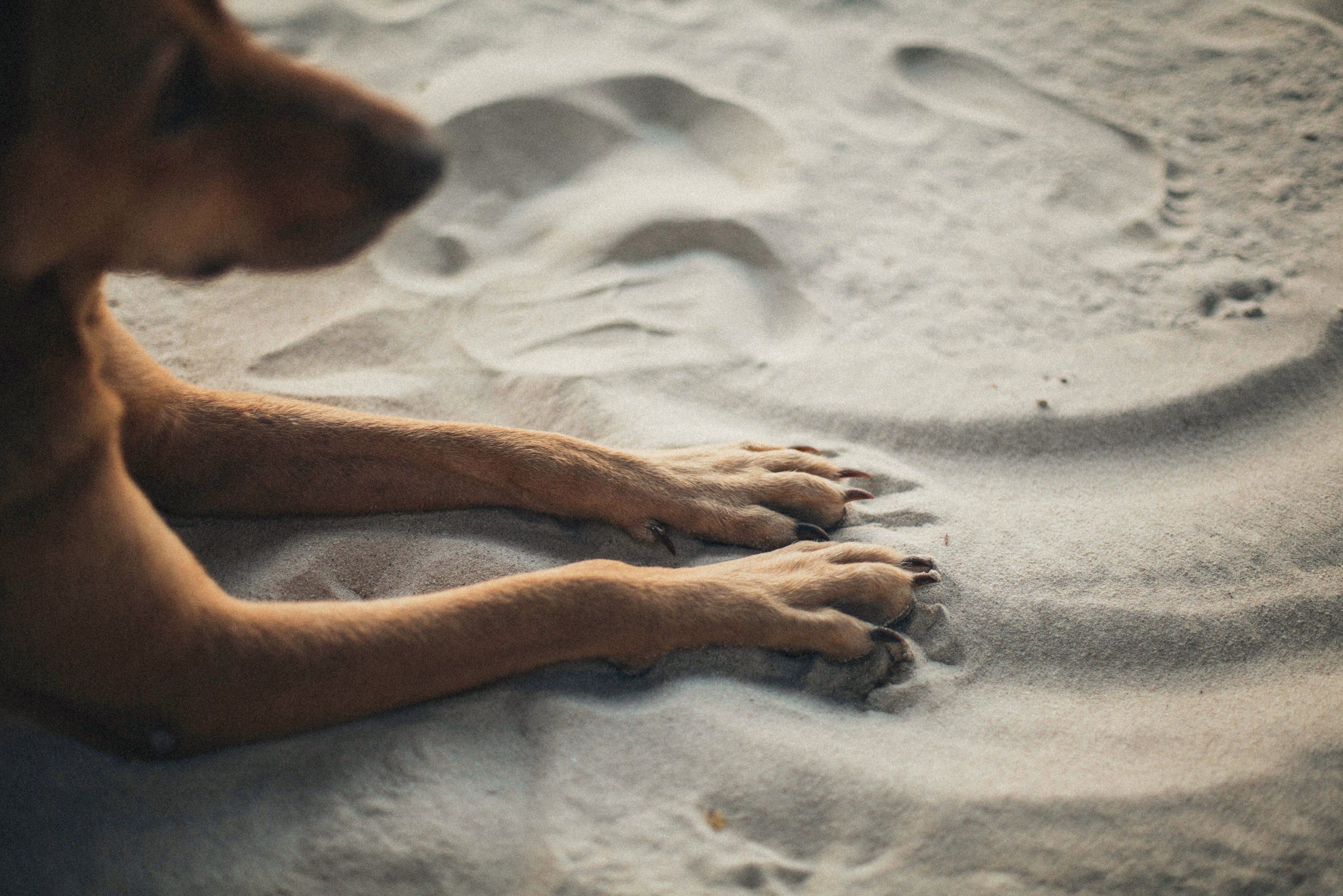 image-of-dog-with-paws-in-sand