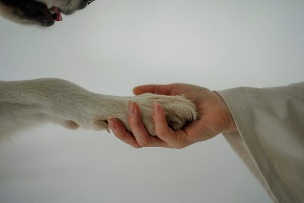 image-of-hand-holding-dog-paw