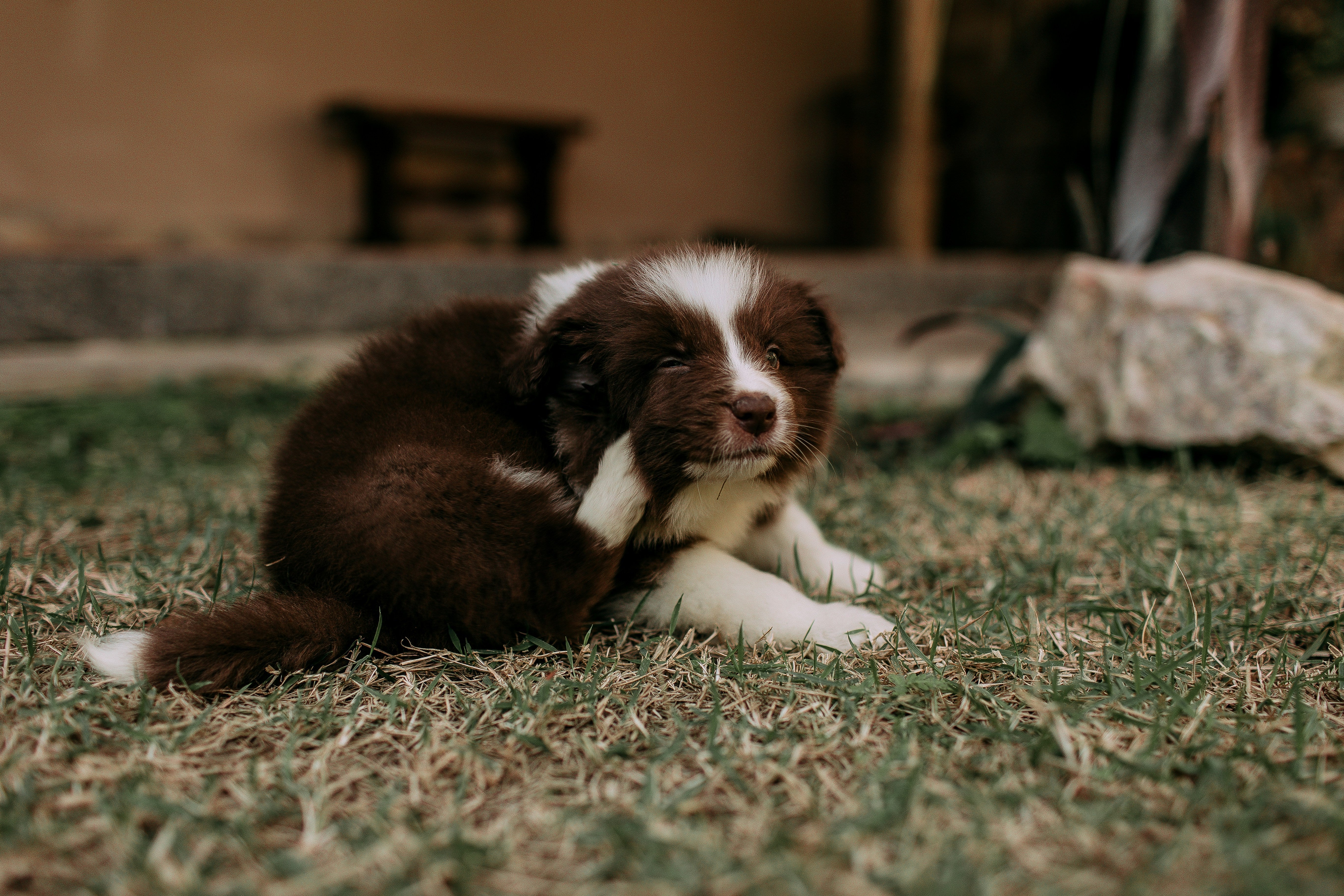 image-of-puppy-scratching-itself
