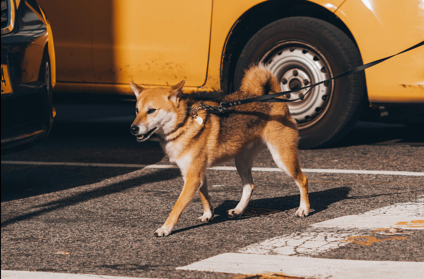Irritated Dog Skin: Environmental Triggers & City Living and Why Dogs Develop Skin Irritation - Welltayl