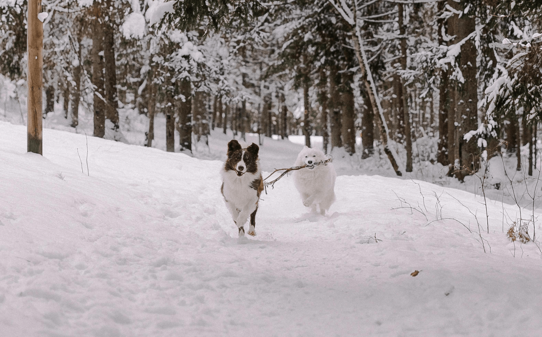 Protecting Dog Paws in Winter: Tips to Keep Them Safe from Snow, Ice, and Salt - Welltayl