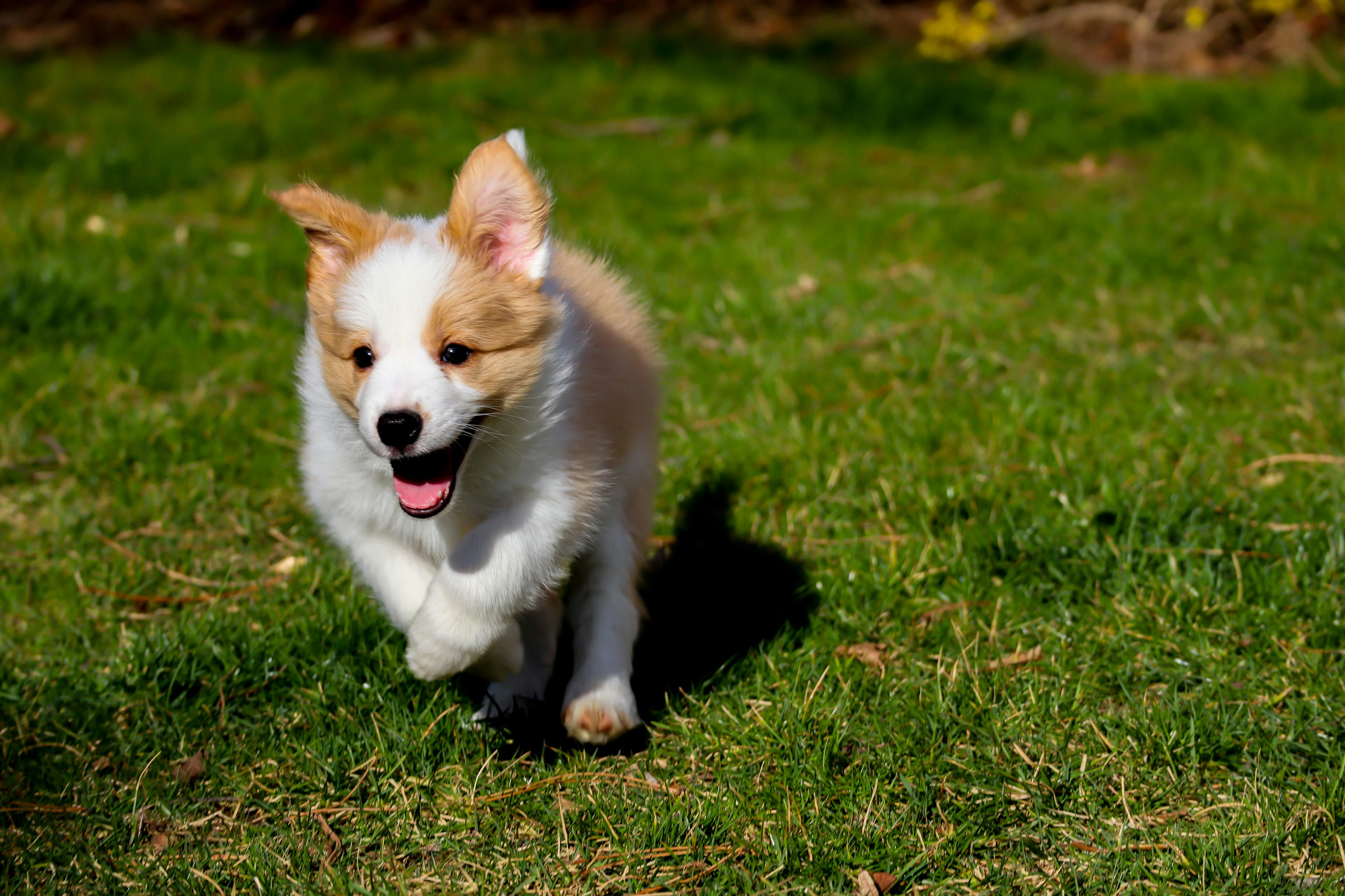 Seasonal Allergies in Dogs: How Weather Can Affect Skin Comfort - Welltayl