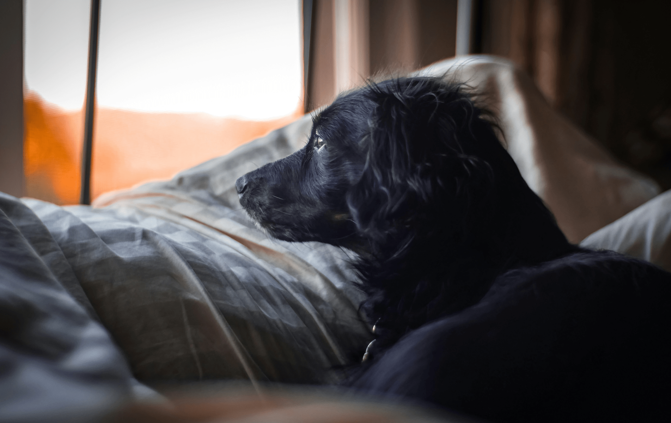 Separation Anxiety in Dogs: Causes, Signs, and Effective Solutions to Help Your Dog - Welltayl